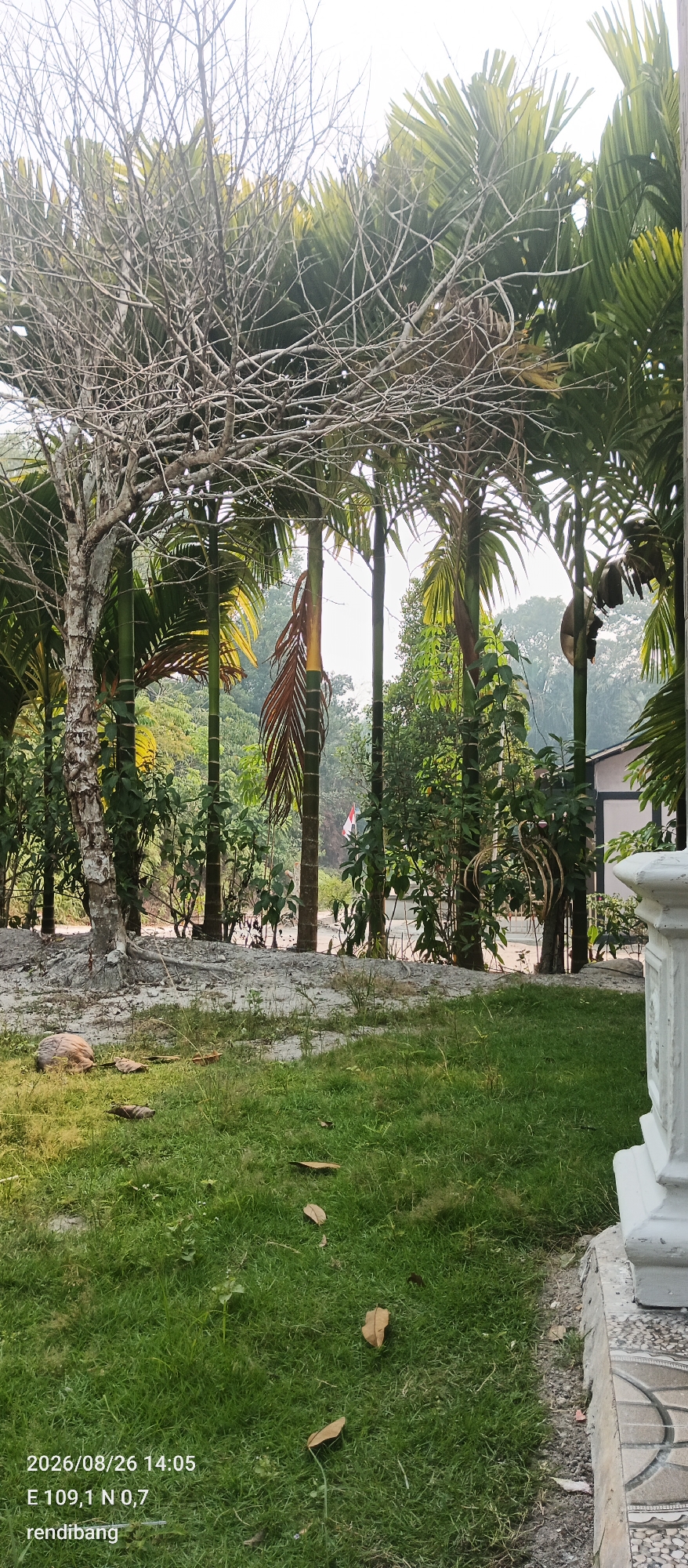 The image depicts a slightly overcast outdoor scene with lush green grass in the foreground, scattered with dried leaves. Behind the grass, there is a patch of sandy ground with a dead tree on the left, its bare branches forming a stark contrast to the surrounding palm trees. Several tall, slender palm trees with green fronds and some with dried fronds are visible, creating a dense canopy. In the background, there are more trees and foliage, suggesting a tropical or subtropical environment. A small white and black building is partially visible on the right edge of the frame. A white concrete pillar or balustrade is also present in the lower right corner, with patterned tiles at its base. A small Indonesian flag on a flagpole is visible in the middle ground, between the trees. The image includes a timestamp "2026/08/26 14:05" and coordinates "E 109,1 N 0,7" along with the text "rendibang" at the bottom left. The location is identified as Goa Boma, Indonesia. There are no people or animals visible in the image. The overall impression is one of a tropical garden or park-like setting.