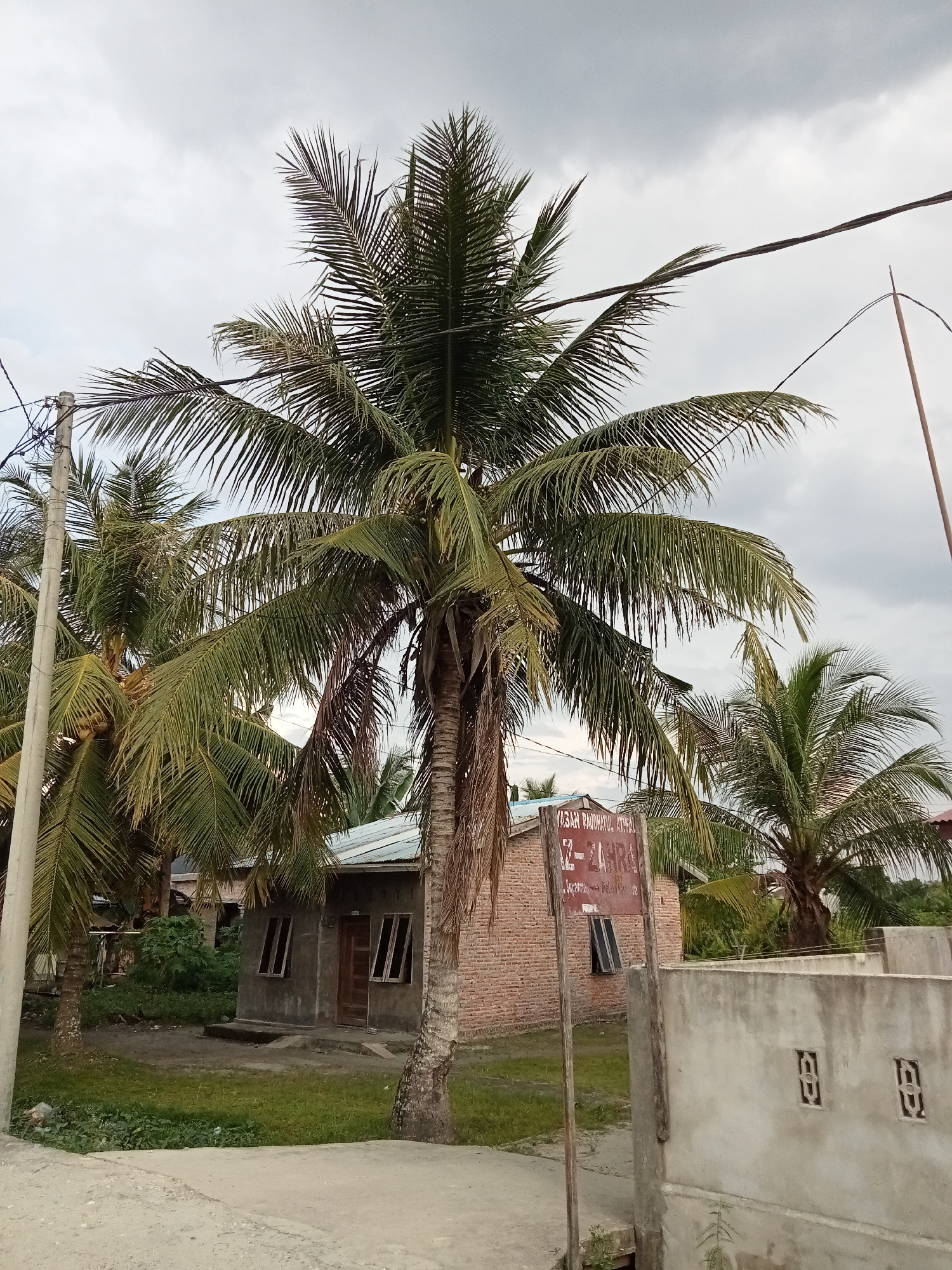 The image depicts an outdoor scene with several coconut trees and a small brick building in Melayu Besar Kota, Indonesia. A prominent coconut tree stands in the foreground, with its fronds extending towards the overcast sky. To the right of this tree, a red sign with white lettering is mounted on a wooden pole; the sign appears to be an address or informational marker. Behind the sign and to the left of the central coconut tree, a small, single-story building with a metal roof is visible. The building has a wooden door and several windows with wooden frames and shutters. A patch of green grass and some smaller trees surround the building. To the far right, a concrete wall with decorative rectangular openings runs along the front of the property. Power lines are visible overhead, running across the frame. The scene appears to be a residential or community area.