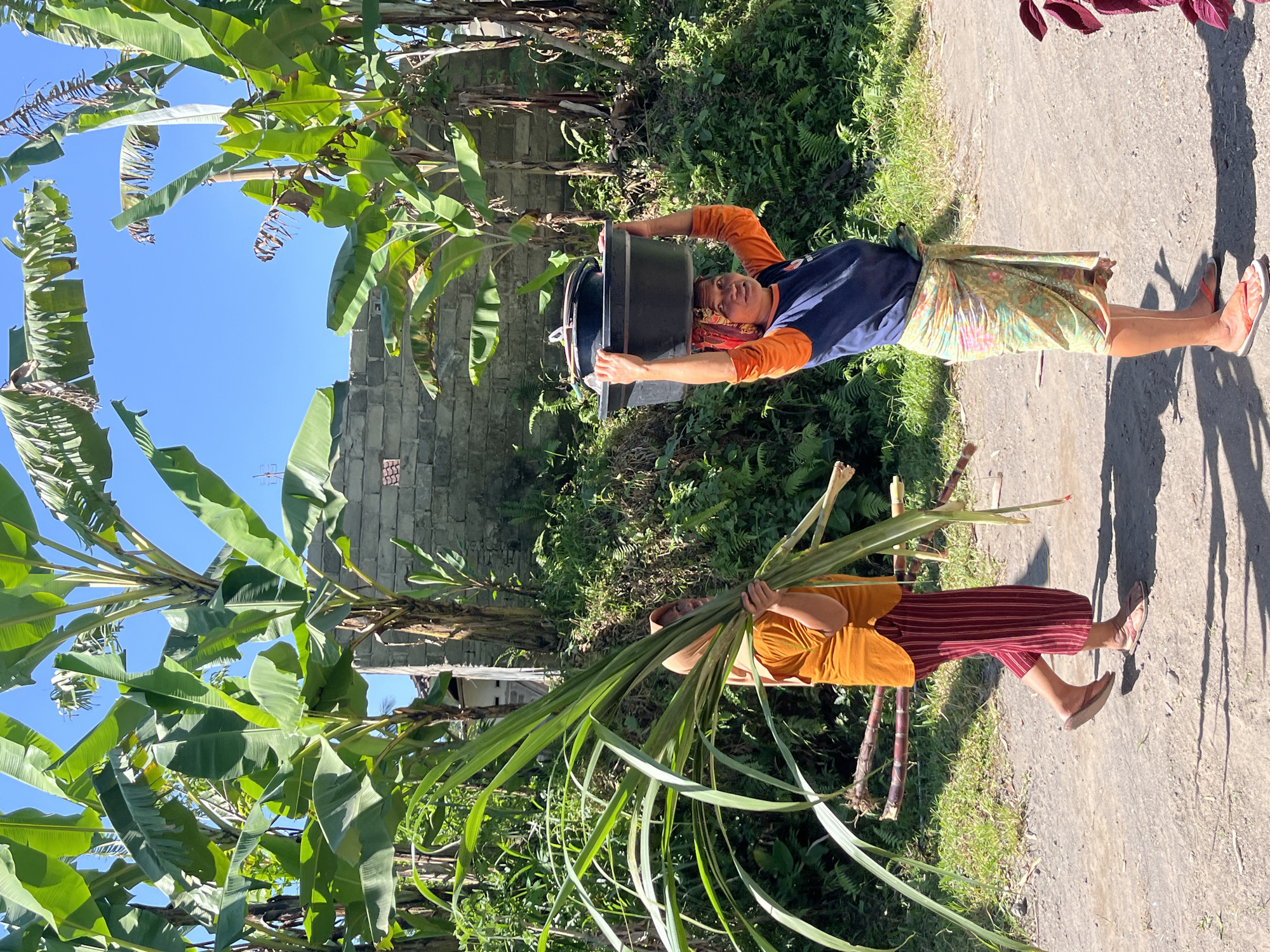 In Tetebatu, Indonesia, two women are seen walking on a dirt path amidst lush vegetation and banana trees under a clear blue sky. The woman on the right, wearing an orange long-sleeved shirt and a floral sarong, carries a large black tub filled with items on her head. She is also wearing a red and patterned headscarf. The woman on the left, dressed in an orange tunic and striped red pants, is carrying a large bundle of green stalks, likely sugarcane, over her left shoulder. Behind them, a low brick wall is visible, and the background is filled with dense greenery and more banana plants. The ground is dry and dusty, with shadows cast by the surrounding plants and structures.