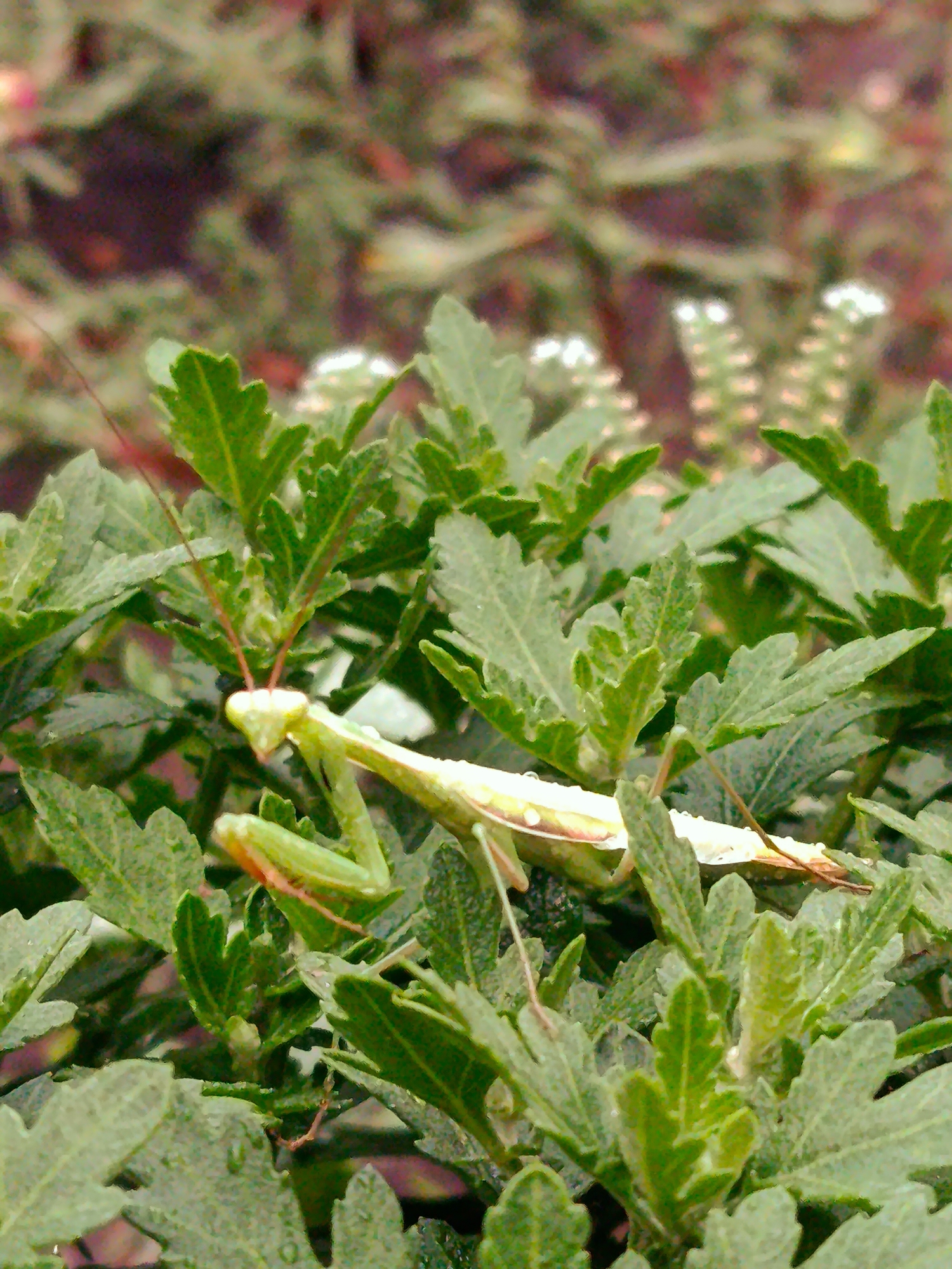 A close-up, eye-level shot captures a praying mantis perched on a cluster of green leaves. The mantis, with its distinctive triangular head and grasping forelegs, is the central focus. Its body is a light green, and its antennae are thin and reddish. The leaves surrounding the insect are deeply lobed and appear slightly damp, with small water droplets visible. The background is a blur of muted colors, suggesting foliage and possibly other plants further away, but it is out of focus. The overall impression is one of nature in a garden or natural setting, with the mantis camouflaged amongst the greenery. No specific location in Lotskyne, Ukraine can be determined from the image alone.