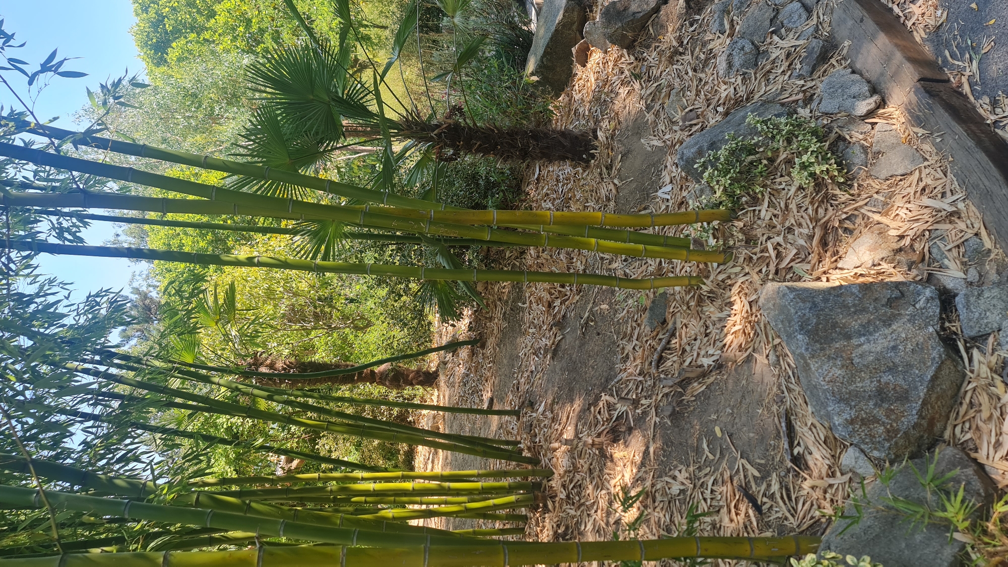 This image depicts a dense bamboo grove in a park or garden. Numerous tall, green bamboo stalks are visible, some of which are illuminated by sunlight filtering through the leaves. The ground is covered with dry, fallen bamboo leaves and scattered rocks of various sizes. In the background, a palm tree with a textured trunk stands out, amidst lush green foliage and other trees. The overall setting suggests a tranquil, natural environment. This scene is located in the Bratislava Zoo in Bratislava, Slovakia.