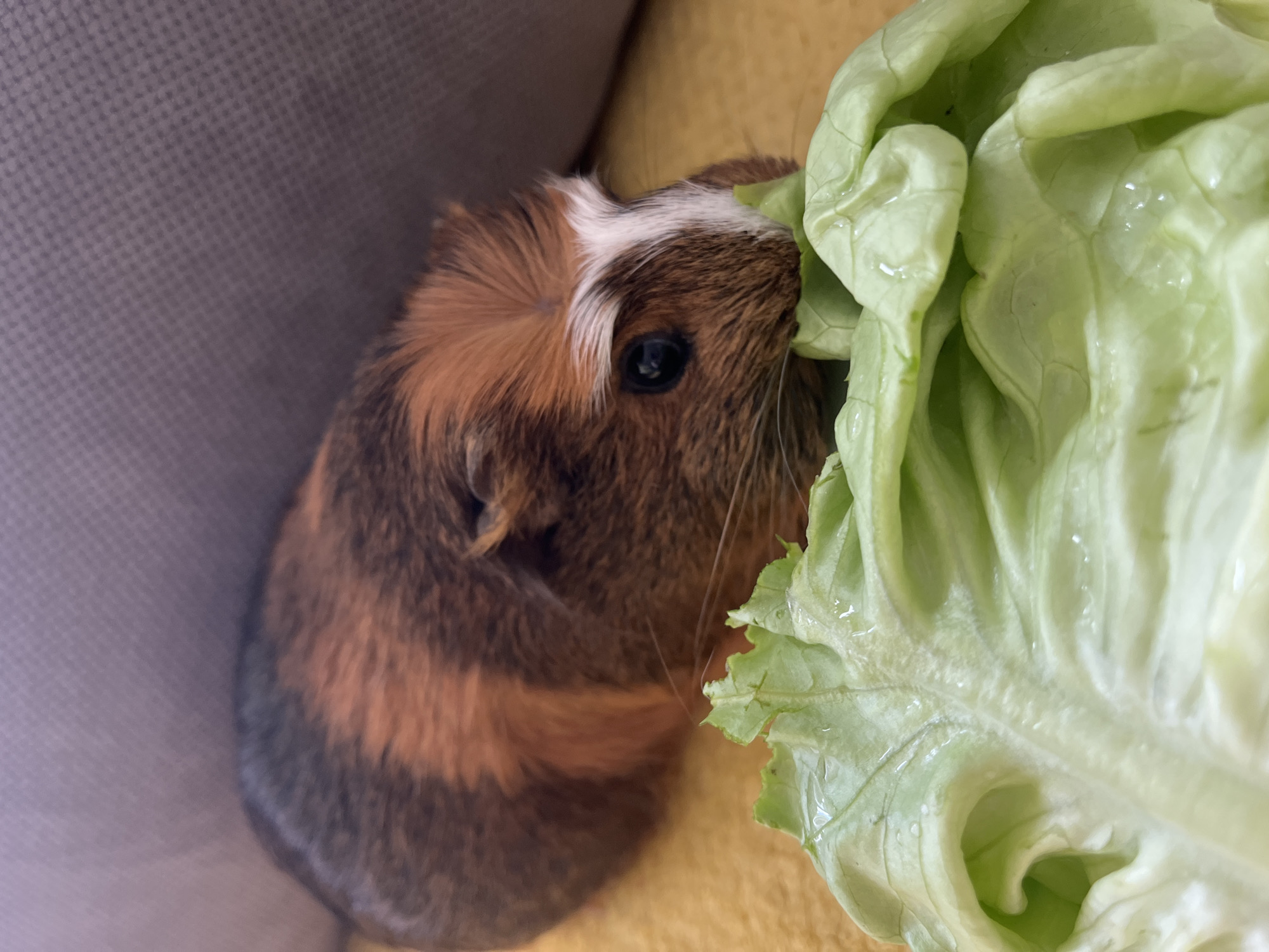 A close-up, medium shot captures a guinea pig with brown, orange, and white fur, facing towards the right and nibbling on a large piece of wet lettuce. The guinea pig's body is partially visible, extending towards the upper left corner of the frame, while its head is the primary focus, with a dark eye clearly visible. The lettuce leaf is in the foreground, dominating the lower half of the image with its vibrant green color and detailed veins. The background consists of a blurred sofa in a muted gray-purple color and a yellowish surface, likely upholstery. The lighting is soft and natural, illuminating the subject and its food.