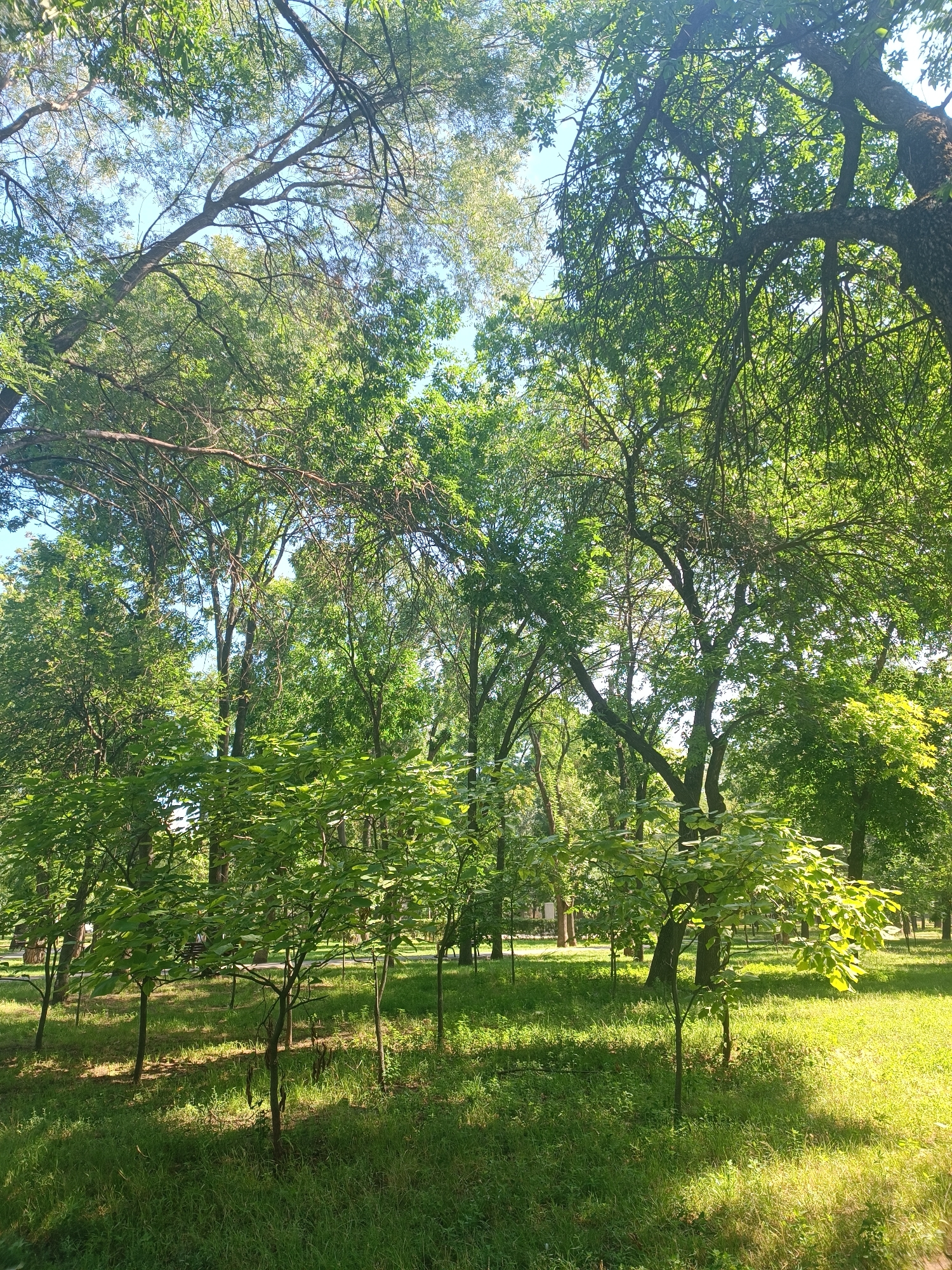The image depicts a sun-dappled park scene, likely taken in the city of Zaporizhzhia, Ukraine, on a clear day. Tall, mature trees with lush green foliage dominate the upper portion of the frame, their branches interlacing against a bright blue sky. In the foreground and midground, younger trees with lighter green leaves are scattered across a grassy lawn. Sunlight filters through the leaves, creating patches of light and shadow on the ground. The grass appears well-maintained, with some areas of shorter grass and others with taller blades. In the distance, hints of park infrastructure such as benches and possibly pathways can be discerned, suggesting a public recreational area. No people are visible in the frame. The overall impression is one of a serene and verdant park environment.