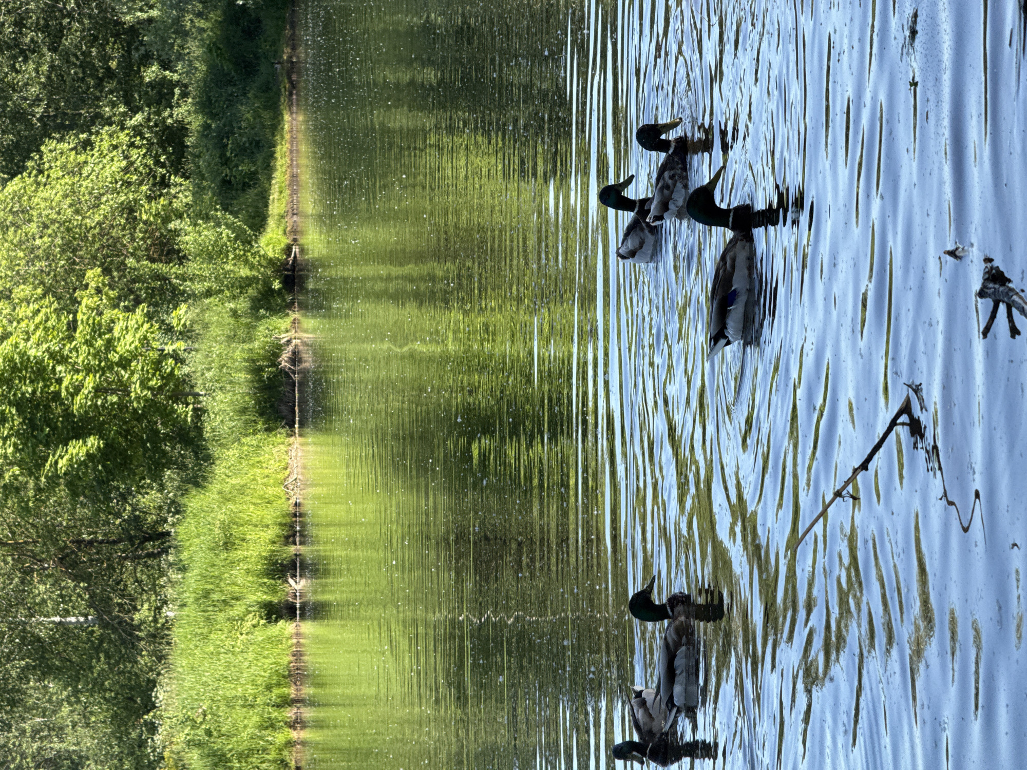 The image depicts an outdoor scene within the city of Khimki, Russia, focusing on a body of water bordered by dense vegetation. Approximately seven mallard ducks (Anas platyrhynchos) are present, swimming on the water's surface. These ducks exhibit the characteristic iridescent green heads and gray-white bodies of male mallards; some have their heads lowered, suggesting foraging activity. The water's surface is disturbed by ripples and contains numerous small white specks, possibly pollen or debris. Several thin, dark branches or twigs are floating in the foreground of the water. The background consists of a lush green shoreline. A thick band of tall, bright green grass lines the immediate edge of the water, behind which various bushes and deciduous trees with vibrant green foliage form a dense, continuous canopy. The scene is brightly illuminated by natural daylight, casting clear reflections of the trees onto the water.