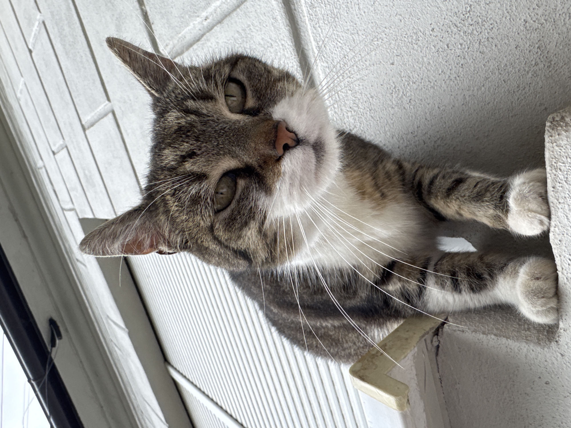 A tabby cat with white paws and white fur on its chest is perched on a window ledge. The cat is looking down at the camera with its head tilted. The cat's whiskers are long and white. The background is a white brick wall. The photo appears to be taken outside. It is not possible to determine from the image alone if the location is in Novi Sad, Serbia.