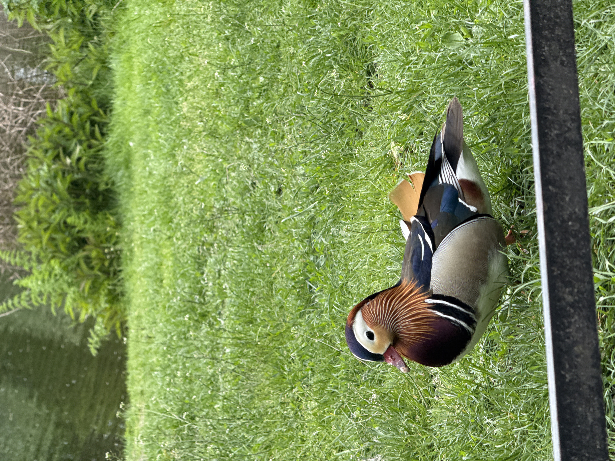 A Mandarin duck stands on green grass next to a metal barrier, with a body of water and greenery in the background. The scene is likely in Berlin, Germany.