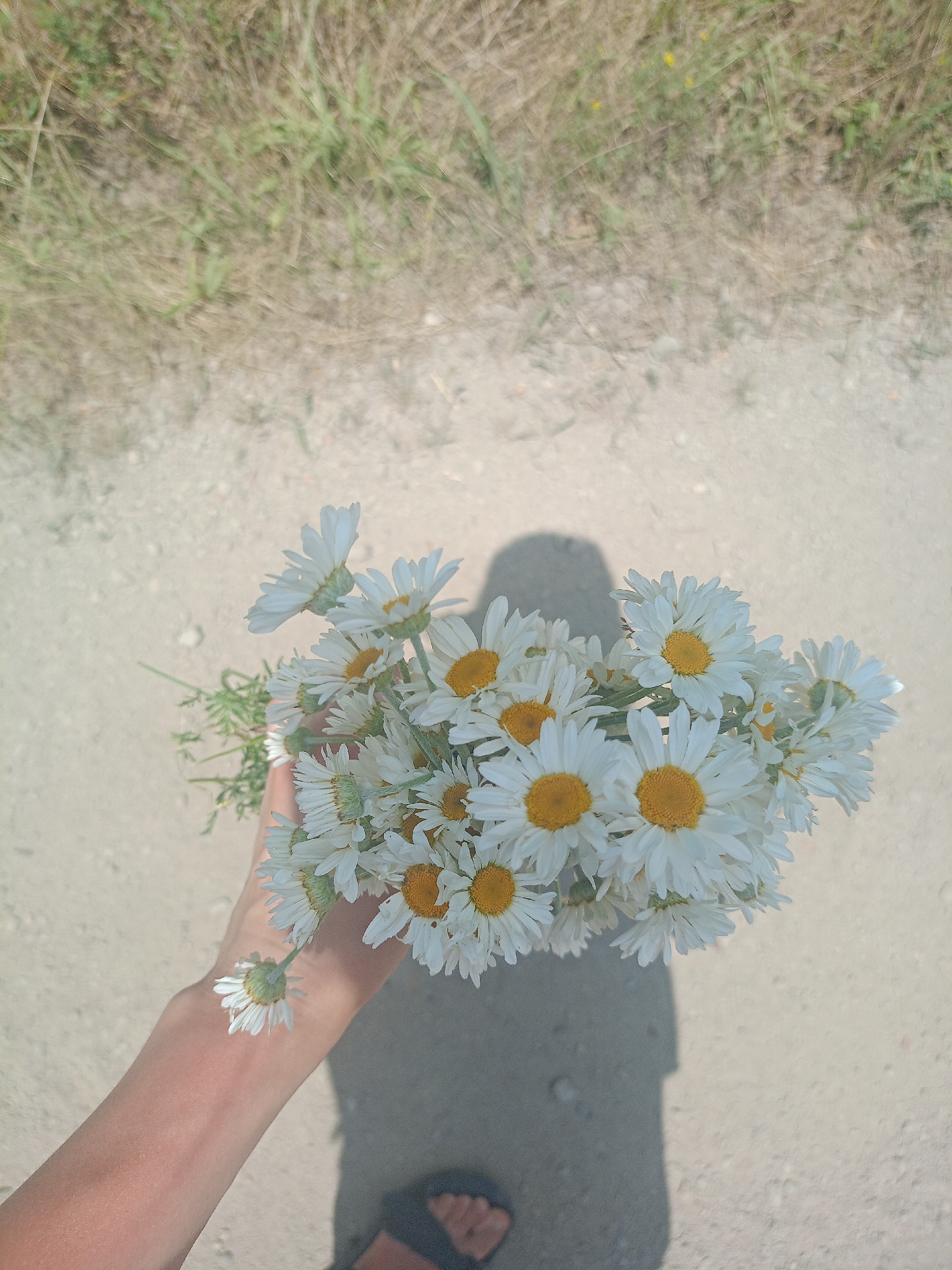 In Новотерский, Russia, a hand with light skin holds a bouquet of white daisies with yellow centers. The daisies are clustered together, some facing upwards and others downwards. The bouquet is positioned in the foreground, partially obscuring the arm holding it. In the background, there is a dirt path and dry grass. A shadow of the person holding the flowers is cast on the path. A flip-flop sandal is visible on the person's right foot.
