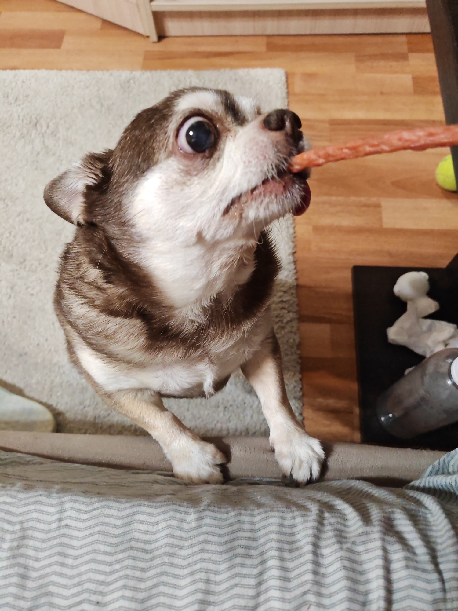 An indoor scene depicts a small, short-haired dog, identifiable by its large, widely dilated eyes and pointed snout, actively engaging with an object. The dog displays a white and light cream fur pattern on its face, chest, and legs, contrasted by prominent brown and white brindle or merle markings across its back and sides. Its front paws rest on a plain beige fabric edge, while its body is positioned above a grey and white chevron-patterned fabric that occupies the immediate foreground.
The dog's mouth is slightly open, with a pink tongue visible, as it attempts to consume a long, slender, reddish-orange object, resembling a pet treat stick, which extends into the frame from the right, positioned directly towards its snout. This interaction implies human presence and presentation of the treat.
The background transitions from a light-colored, shaggy rug on the left to a warm-toned wooden floor on the right. On the wooden floor, a dark, rectangular surface supports several items: a yellow-green tennis ball, a crumpled white tissue or paper, and the lower portion of a clear plastic bottle with a white cap. A light-toned wooden furniture piece is partially visible in the upper background.
The specific location within Saint Petersburg, Russia, cannot be determined from the visual evidence provided in the image, as it depicts a generic interior domestic setting without any identifying landmarks or features.
