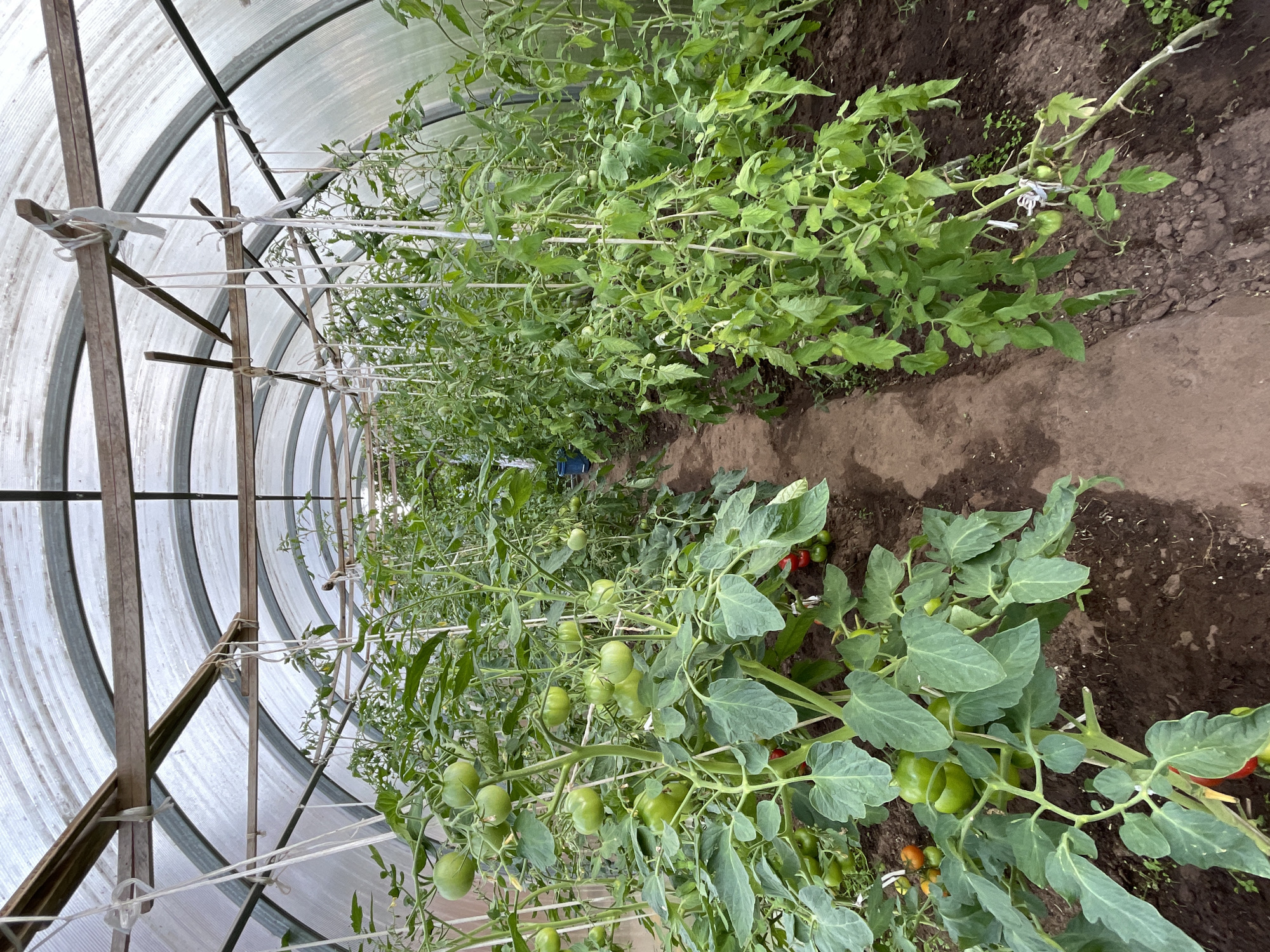 This media file depicts the interior of a greenhouse in Дресвяново, Russia, filled with rows of healthy tomato plants. The plants are in various stages of growth, with many bearing green tomatoes, and some showing a few ripe red ones. The greenhouse structure is visible, featuring a curved, translucent roof supported by wooden and metal framing. White strings are used to tie and support the growing tomato vines, indicating a cultivation method designed to maximize yield and manage plant growth.
The scene is illuminated by natural light filtering through the greenhouse covering, suggesting it is daytime. The soil is dark and appears moist, indicating recent watering. The overall impression is one of a thriving agricultural setting, likely a farm or a dedicated gardening space. There is no visible text in the image. The focus is solely on the plants and the greenhouse environment.