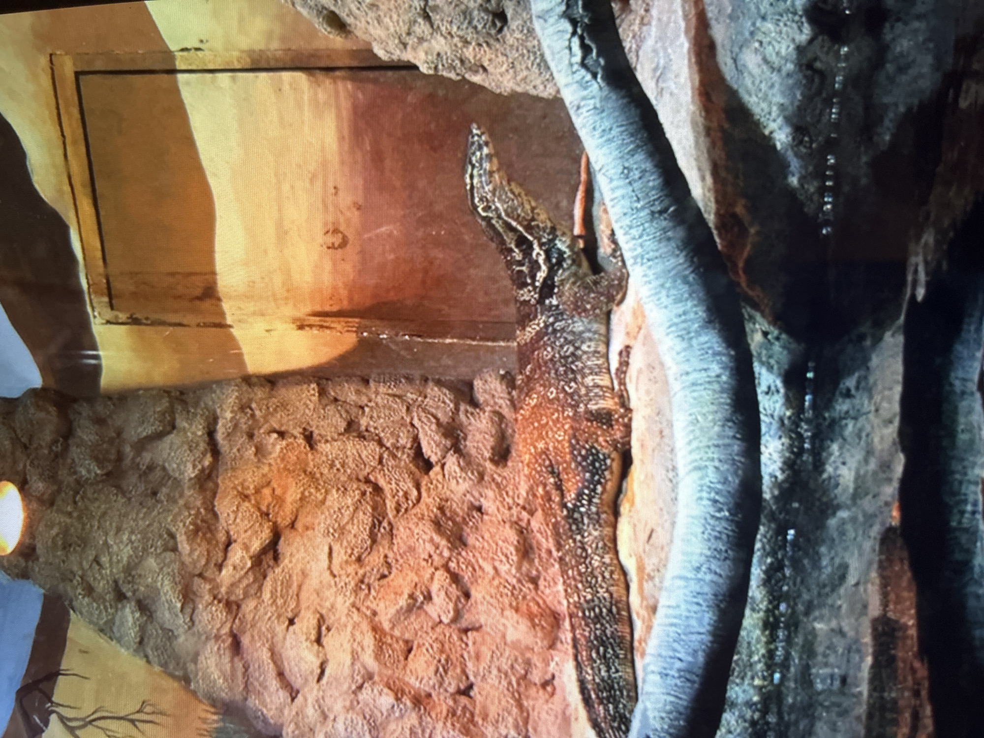 The image shows a reptile, likely a monitor lizard, clinging to a textured surface that resembles rock and bark. The lizard's body is elongated and patterned with dark spots and lighter markings, and its head is visible, looking upwards. The background consists of a wooden panel with a rectangular inset, possibly a vent or a structural element, bathed in a warm, yellowish light. To the right of the lizard, a thick, grey, tree-like structure is prominent, with some moisture or water droplets visible on its surface. The overall setting appears to be an enclosure, perhaps in a zoo or a terrarium, given the artificial-looking textures and lighting. The lighting suggests it might be daytime or a simulated daytime environment. There is no visible text in the image.