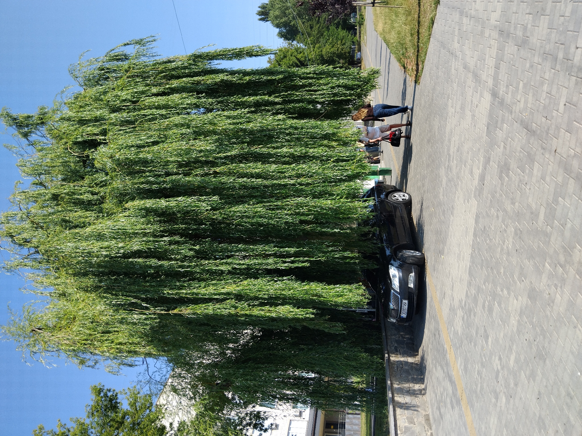 A black Skoda sedan is parked partially underneath a large weeping willow tree on a sunny day. The tree's branches hang low, almost touching the ground, creating a shaded area over the car and a walkway. Two individuals, a man and a woman, are walking away from the car on the paved walkway, which is made of gray interlocking bricks. The man, wearing a white t-shirt and shorts, carries a black duffel bag. The woman, wearing a brown top and blue jeans, walks beside him. In the background, a white building is visible behind the tree, and other trees and a street are seen further down the walkway. The license plate on the car is visible and reads "ЗОЛОТТИЙ". The scene appears to be a street or park area in the city of Zhytomyr, Ukraine, as suggested by the license plate.