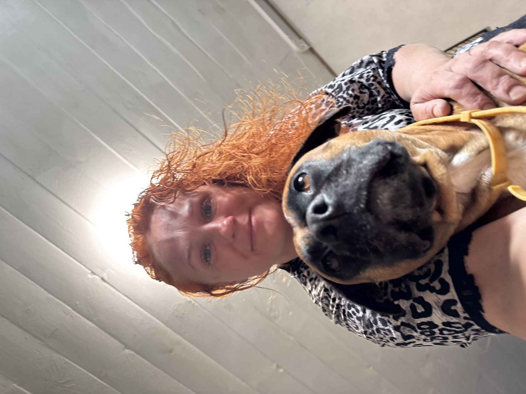 The image shows a close-up, low-angle selfie of a woman with red, curly hair and a boxer dog. The woman is wearing a black and white leopard-print top with black lace trim. She is holding the dog, which is light brown with a black muzzle, and the dog's head is very close to the camera, obscuring the bottom half of the woman's face. The background appears to be an interior space with light-colored, slatted wooden walls or ceiling. The overall lighting suggests it might be indoors. There is no visible indication of the city of Chaikovsky, Russia, within the image itself.