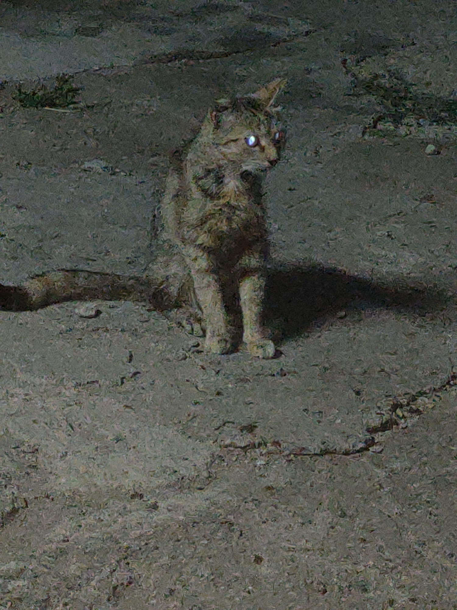 The image depicts a cat with bright, reflective eyes sitting on a paved surface. The cat is facing to the right of the frame, with its body angled towards the viewer. Its fur appears to be a mix of brown and grey. The ground is a rough, textured pavement, possibly asphalt or concrete, with some small stones and debris visible. There is some sparse, dry vegetation on the left side of the image, suggesting an outdoor environment. The lighting is dim, and the cat's eyes are strongly illuminated, creating a stark contrast. The scene is devoid of any human presence or specific urban landmarks that would identify it as being in the city of Ternovka, Moldova. The overall impression is of a solitary animal in a somewhat barren, possibly nocturnal, outdoor setting.