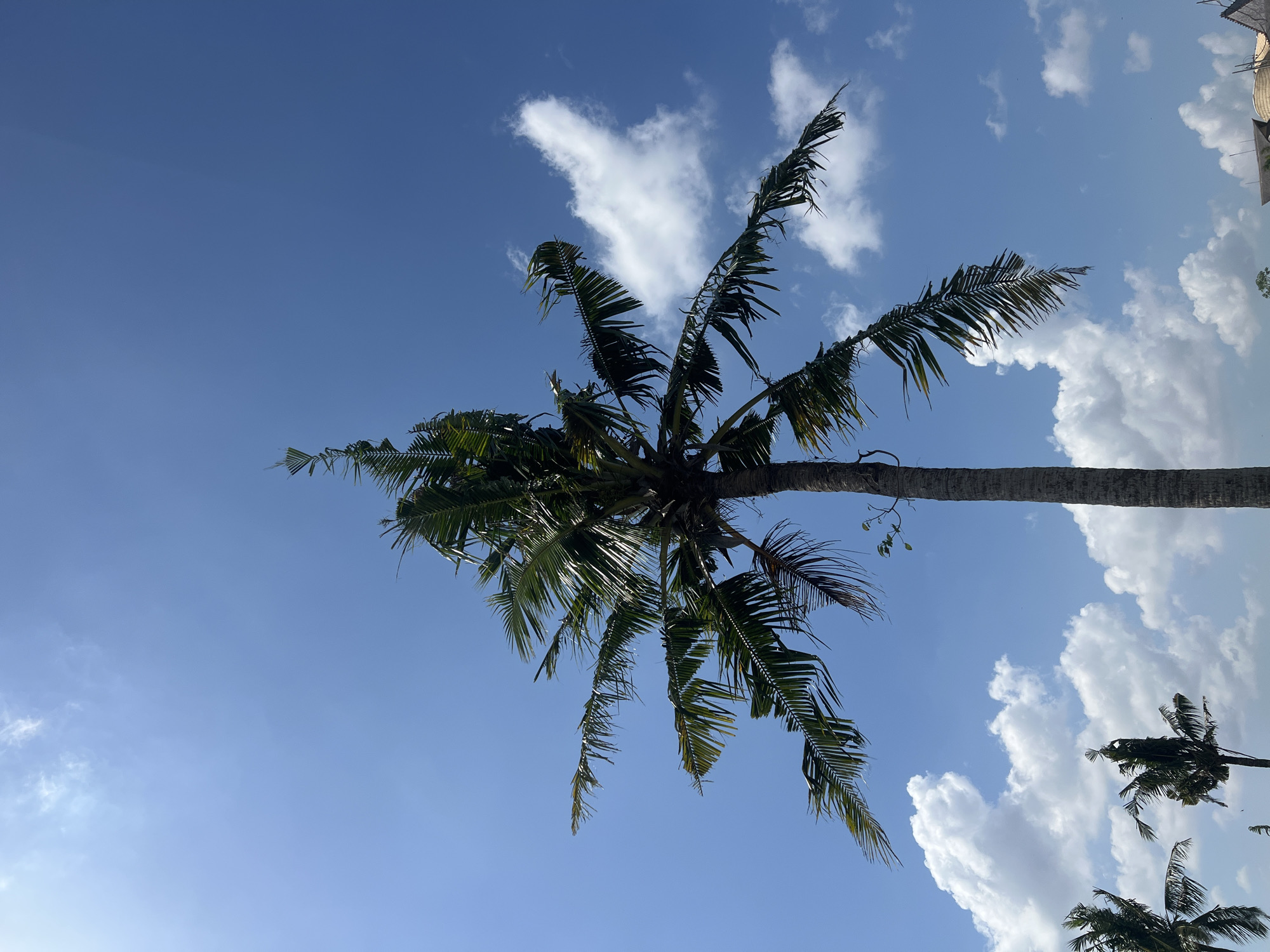 In North Kuta, Indonesia, a tall coconut palm tree dominates the frame, its fronds reaching upwards against a clear blue sky. The sky is dotted with fluffy white clouds, scattered throughout the upper half of the image. The trunk of the palm tree is visible from the middle of the frame downwards, showing its textured bark. Several other palm trees are visible in the background, some appearing smaller and further away. The scene is illuminated by bright sunlight, casting shadows and highlighting the tropical environment.
