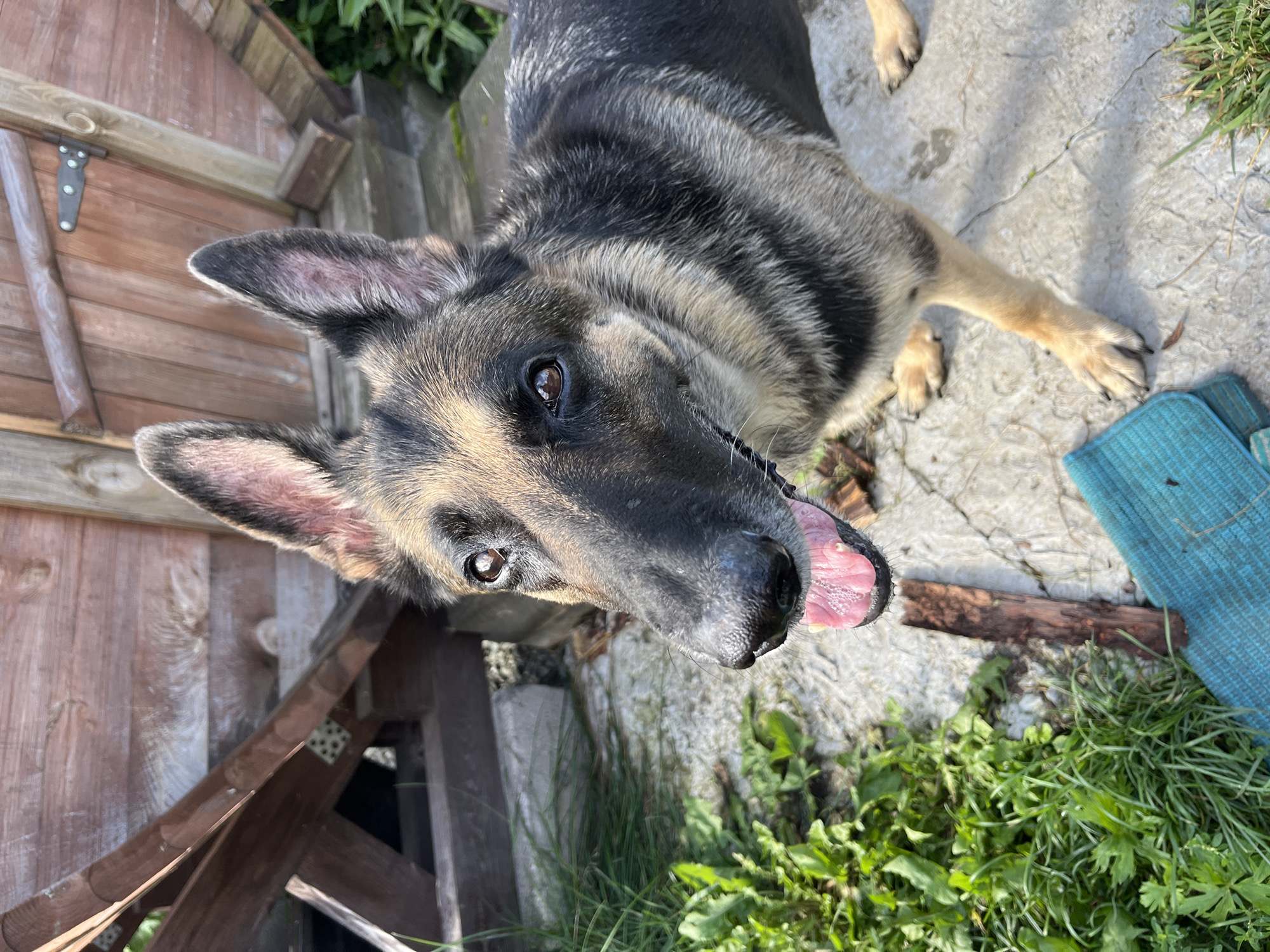 A German Shepherd is shown from a low angle in what appears to be a backyard. The dog's head is tilted slightly, and its tongue is hanging out, indicating it might be warm or panting. The background includes a wooden structure, possibly a shed or fence, and some greenery, including grass and leaves. A blue mat is visible in the lower portion of the image. The environment suggests an outdoor setting. There is no indication of the location being Nizhny Tagil, Russia.