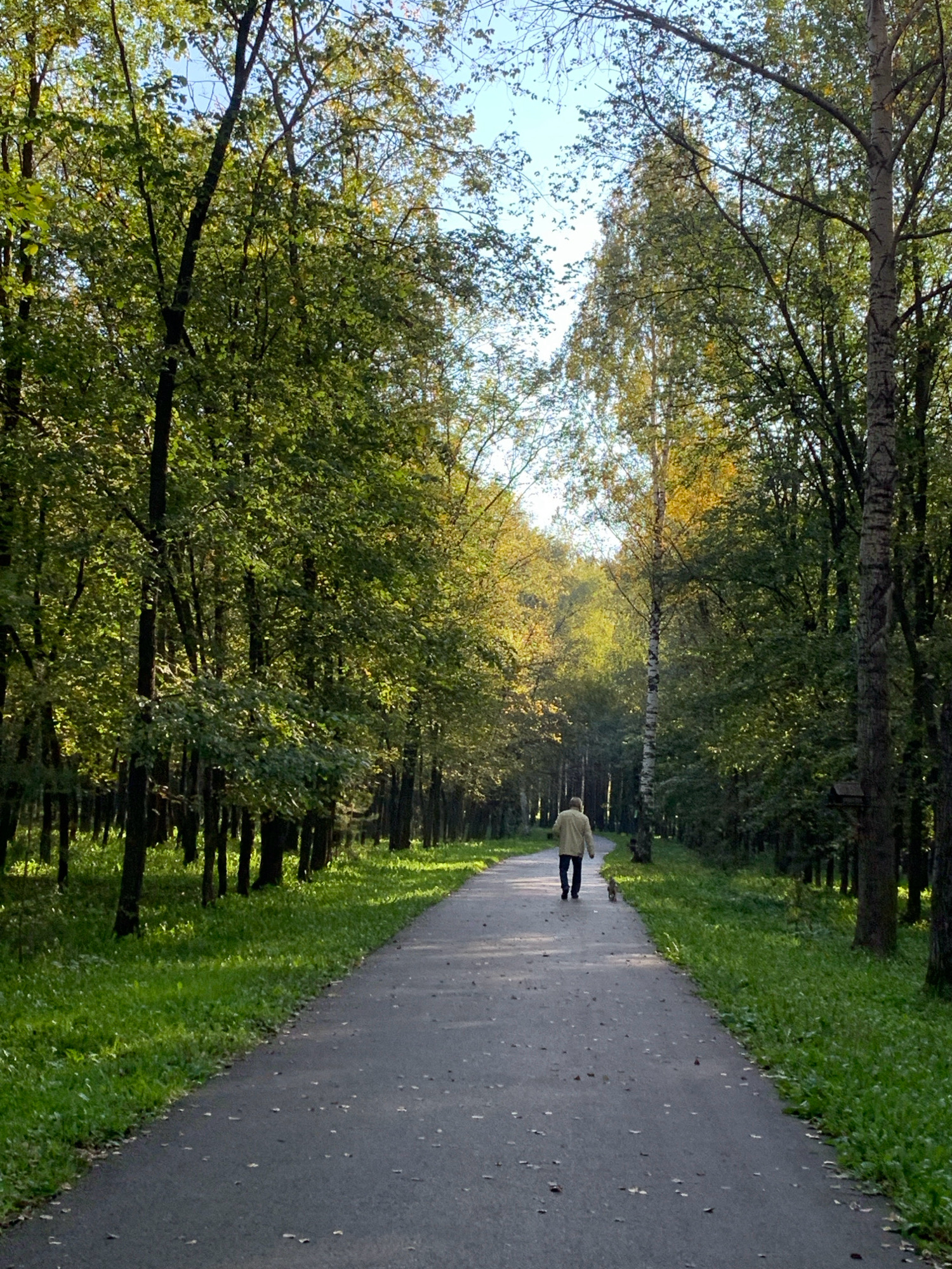 In Prokopyevsk, Russia, a lone individual walks away from the camera on a paved park pathway lined with lush green grass and tall trees. The sun filters through the leaves, creating dappled light on the path, and hints of yellow foliage suggest the approaching autumn season. The path curves gently, disappearing into the distance between the dense, verdant trees.