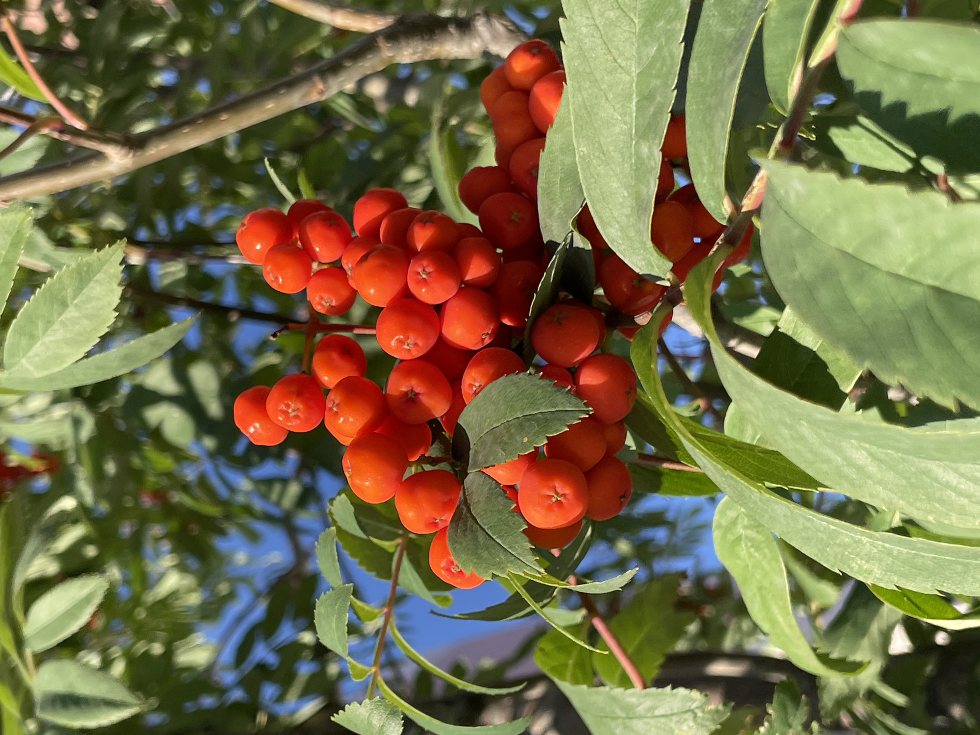 The image shows a close-up of a cluster of ripe red berries on a branch with green leaves. The berries are small, round, and bright red, some appearing to be slightly translucent. They are clustered together tightly, with some berries obscuring others. The leaves are a vibrant green, with serrated edges and visible veins. The background is a blur of green foliage and a bright blue sky, suggesting an outdoor setting on a sunny day. There are no people or animals visible in the image. The scene is naturally lit, with sunlight highlighting the texture and color of the berries and leaves. The image is likely taken in Saint Petersburg, Russia, though no specific landmarks or identifying features are visible to confirm the exact location within the city.
