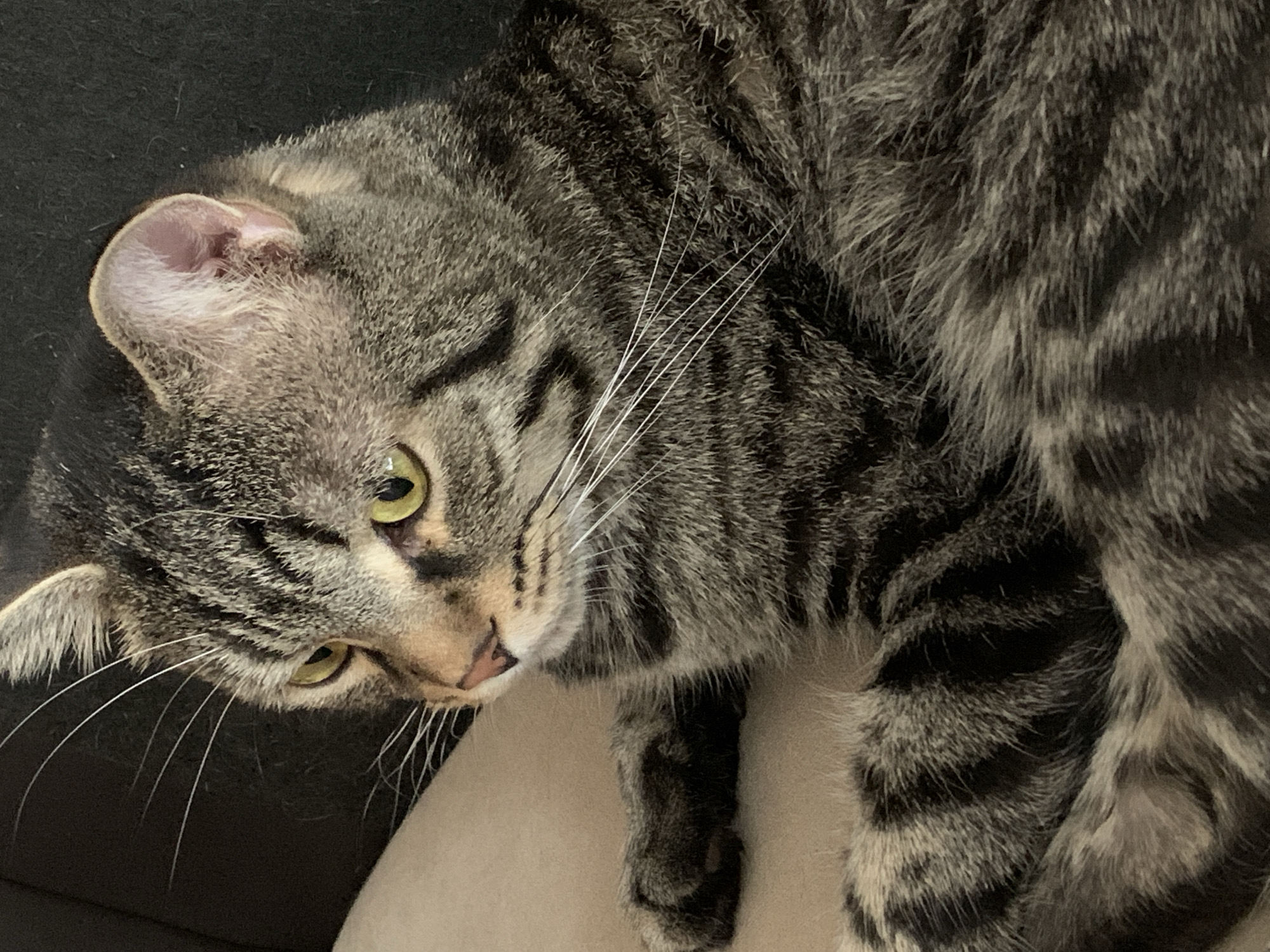 A gray tabby cat with green eyes lies on a light-colored surface. The cat's head is angled downward, and its whiskers are prominent. The background is dark. The image was taken indoors, but there is no evidence of the city of Stavropol, Russia.