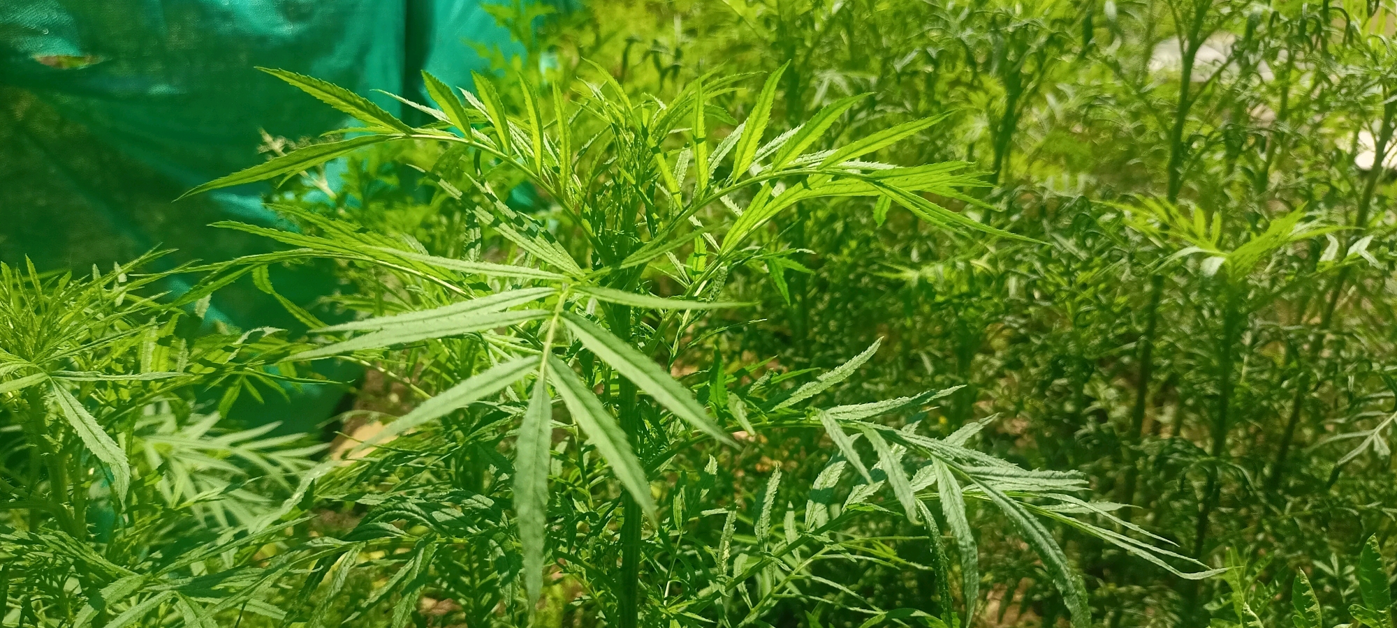 A close-up, eye-level shot focuses on a lush, green plant with feathery leaves, characteristic of a cannabis plant, in Kendujhargarh, India. The plant is well-lit by natural sunlight, casting subtle shadows on its foliage. In the background, a blurry green mesh screen and other verdant foliage create a natural, outdoor setting. No people are visible in the image. The scene suggests an agricultural or horticultural environment.