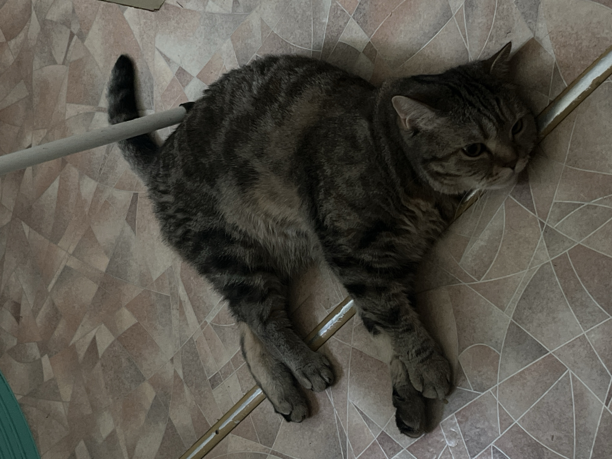 A tabby cat is lying on a tiled floor. The cat is dark gray and brown with stripes. Its head is resting on a white and gold-colored rod. Another white rod is near its tail. The floor is tiled with a geometric pattern in shades of brown and tan. The location is Chaikovsky, Russia.