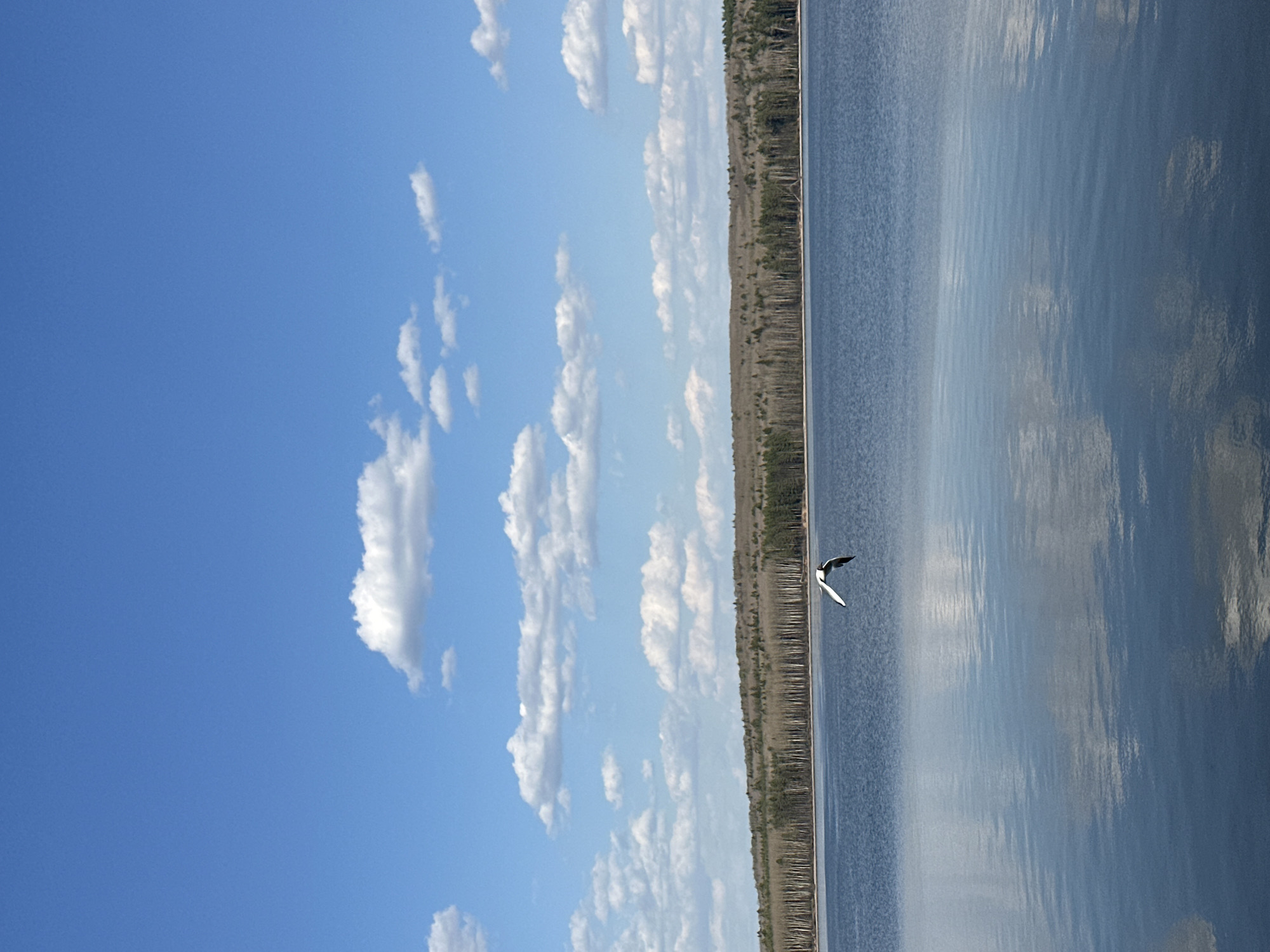 The image depicts a lakeside view in Chaikovsky, Russia. On the left, a blue sky with scattered cumulus clouds is visible. Next to the sky is a strip of trees and the edge of the lake. A single bird with dark and white feathers flies over the water. The water is calm, and reflects the sky and the clouds above. The image has been rotated 90 degrees.