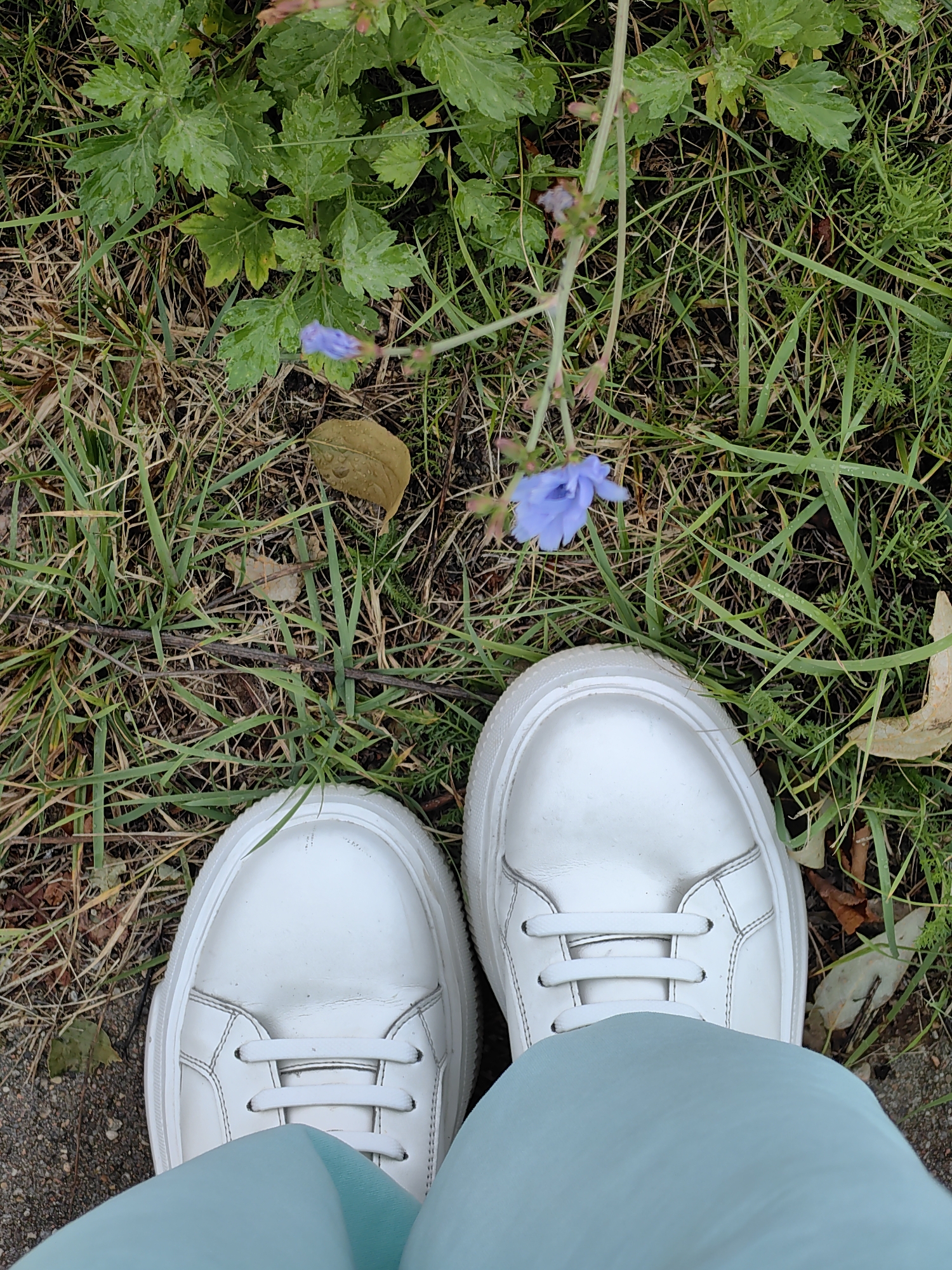 In the city of Myadzyel, Belarus, a close-up, overhead shot captures a pair of white sneakers standing on a patch of grass and dirt. The sneakers are laced with white laces and appear to be made of leather, with visible stitching and slight creasing suggesting wear. The foreground is dominated by the shoes and the light blue fabric of what seems to be pants or a skirt. Surrounding the footwear is a natural environment, characterized by dry, brown grass intermingled with green blades and scattered fallen leaves. A few small, delicate blue flowers are visible among the vegetation, adding a touch of color to the otherwise muted natural tones. The overall impression is of a casual outdoor setting, possibly a park or a garden, with the focus on the feet and the immediate surroundings.