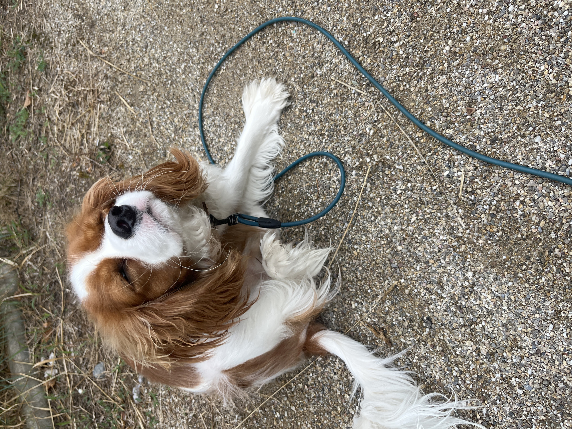 A medium shot captures a Cavalier King Charles Spaniel dog sitting on a gravel path. The dog is primarily white with reddish-brown markings on its head and back. Its eyes are closed, and its head is tilted back, suggesting it is enjoying the sun or a pleasant sensation. A dark teal leash is looped around the dog's body and trails off to the right. The background consists of dry grass and more gravel. The scene is outdoors, with no specific city or location information readily apparent in the visual data.