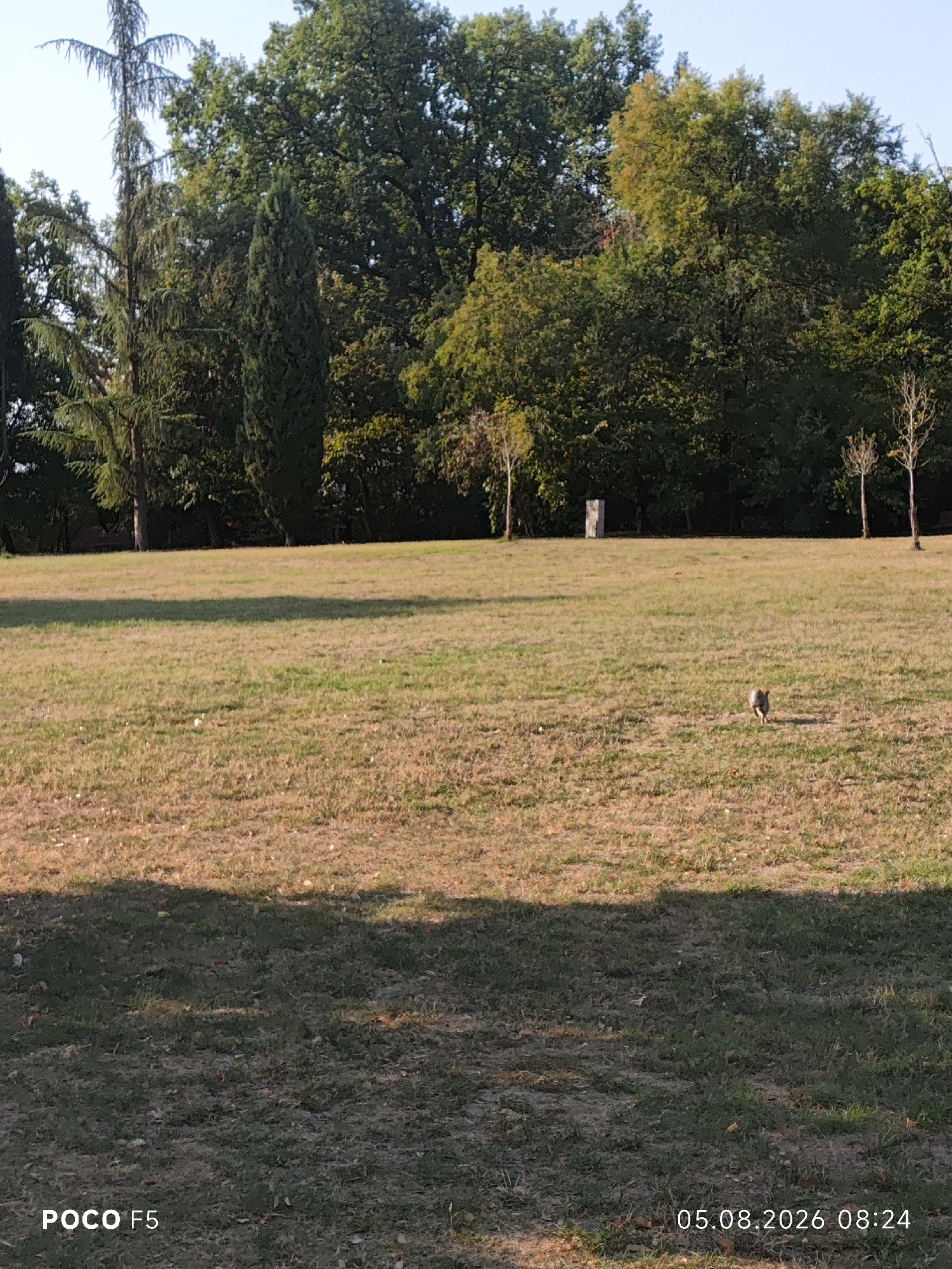 A grey squirrel is visible in the lower right quadrant of a grassy park, facing away from the camera and towards a stand of trees. The park features dry, light brown grass with scattered green patches and is partially covered by tree shadows. In the background, a dense line of green trees forms the edge of the park. To the left of the squirrel, a grey rectangular monument stands in the distance. Two thin, bare trees are positioned between the monument and the right edge of the frame. The sky above is clear and blue. The bottom left corner of the image displays "POCO F5" and the bottom right corner shows "05.08.2026 08:24". This scene is located in the city of Collecchio, Italy.