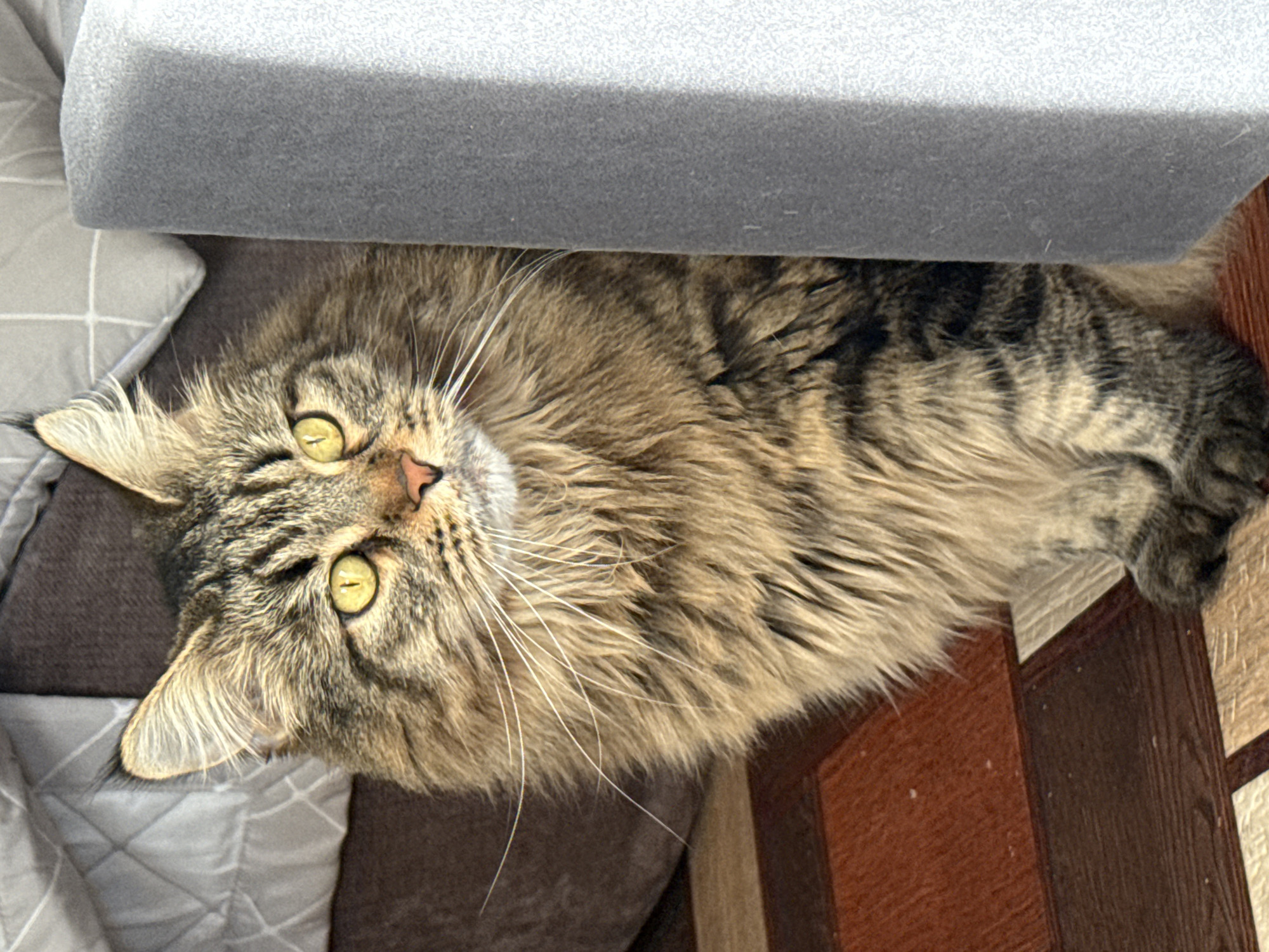 A long-haired brown tabby cat lies between a gray upholstered cushion and the edge of a dark wood-paneled surface, possibly a piece of furniture. The cat is positioned with its head toward the upper left, its body extending diagonally across the frame. The cat has light yellow eyes and long white whiskers. The background consists of a gray and white patterned soft surface. No people are visible in the image. The image's location is not provided.