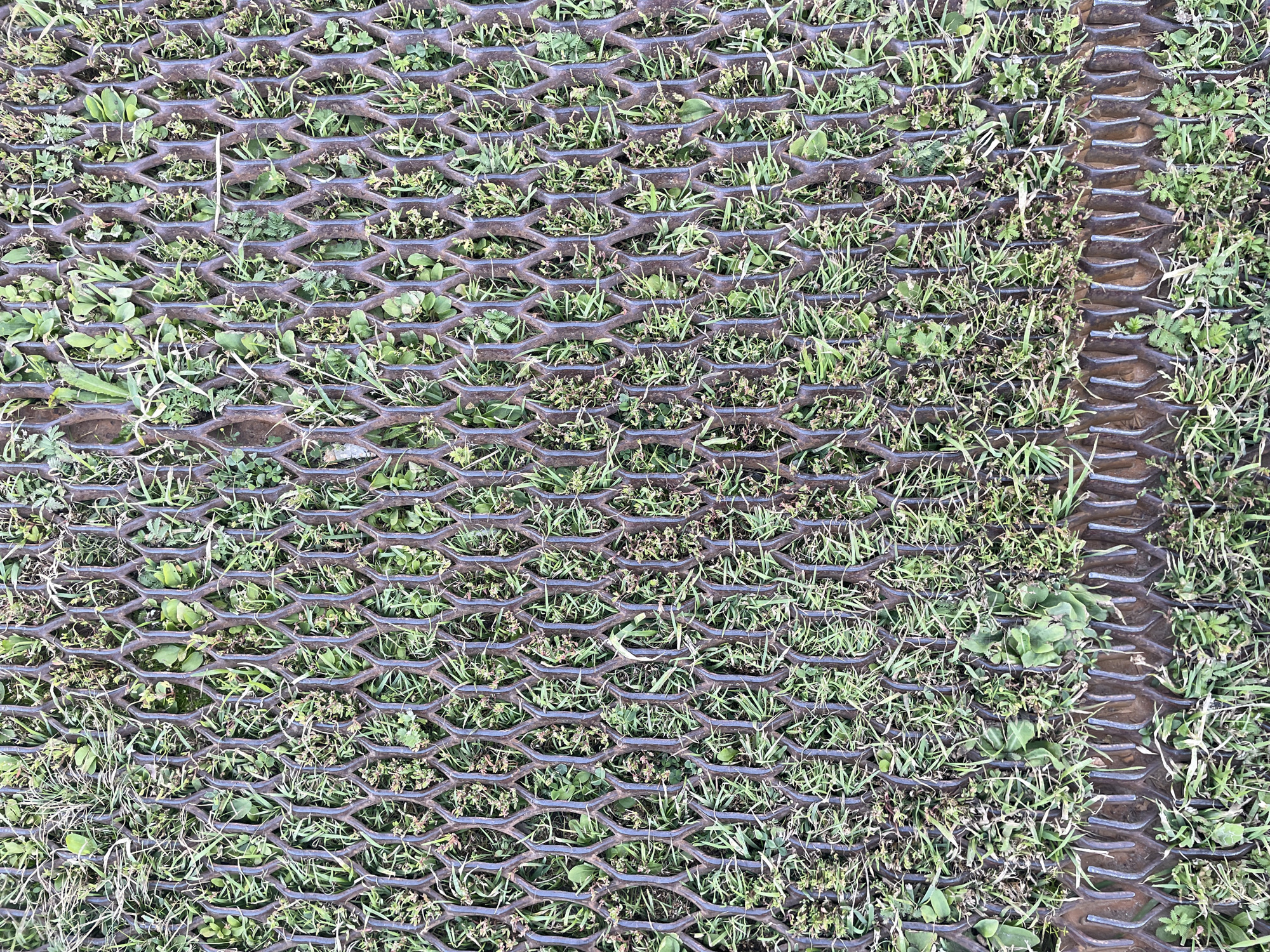 This is a high-angle, close-up, full-frame photograph of a metallic grate embedded in grass and dirt. The grate has a diamond-shaped mesh pattern. Green grass and small weeds are growing through and around the grate. The metallic material appears to be weathered and possibly rusted. The image is a texture shot of the ground surface. The location is Unknown, Russia, and there are no people or actions depicted.