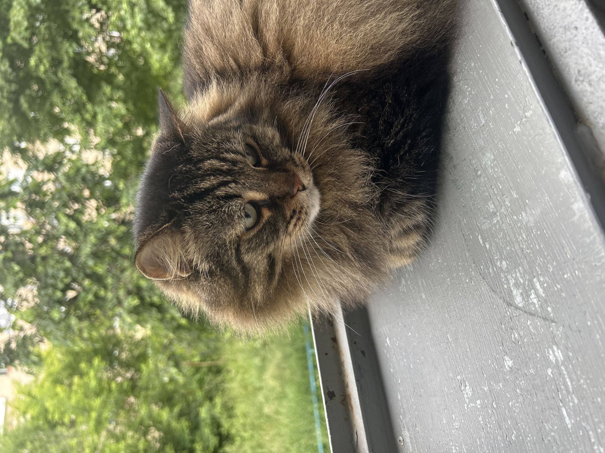 A long-haired tabby cat with brown, black, and gold fur sits on a gray, weathered surface. The cat's head is turned to the right, and its eyes are partially closed, giving it a sleepy or contemplative expression. Its whiskers are prominent and spread out. The background is a blur of green foliage, suggesting an outdoor setting, possibly a garden or park. The surface the cat is sitting on appears to be a windowsill or ledge, with some chipped paint visible. The overall lighting suggests it is daytime, with soft natural light illuminating the scene.