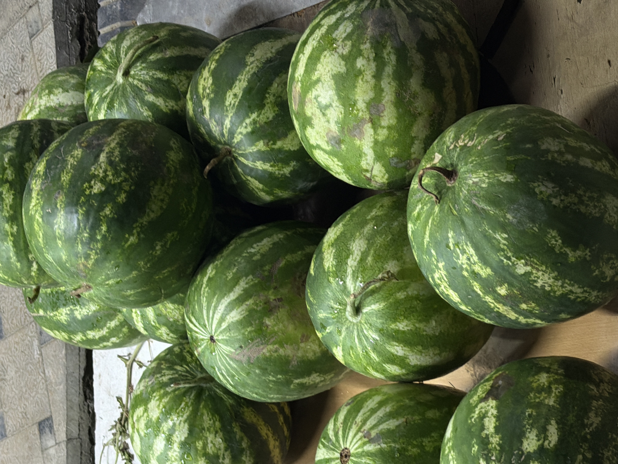 A pile of watermelons is displayed on a wooden surface, with some of the watermelons also resting on a tiled surface. The watermelons are large and round, with green rinds and lighter green stripes. Some of the watermelons appear to be wet, with water droplets visible on their surfaces. The scene is brightly lit, and the watermelons are the main focus of the image. The location is specified as Chirchik, Uzbekistan.
