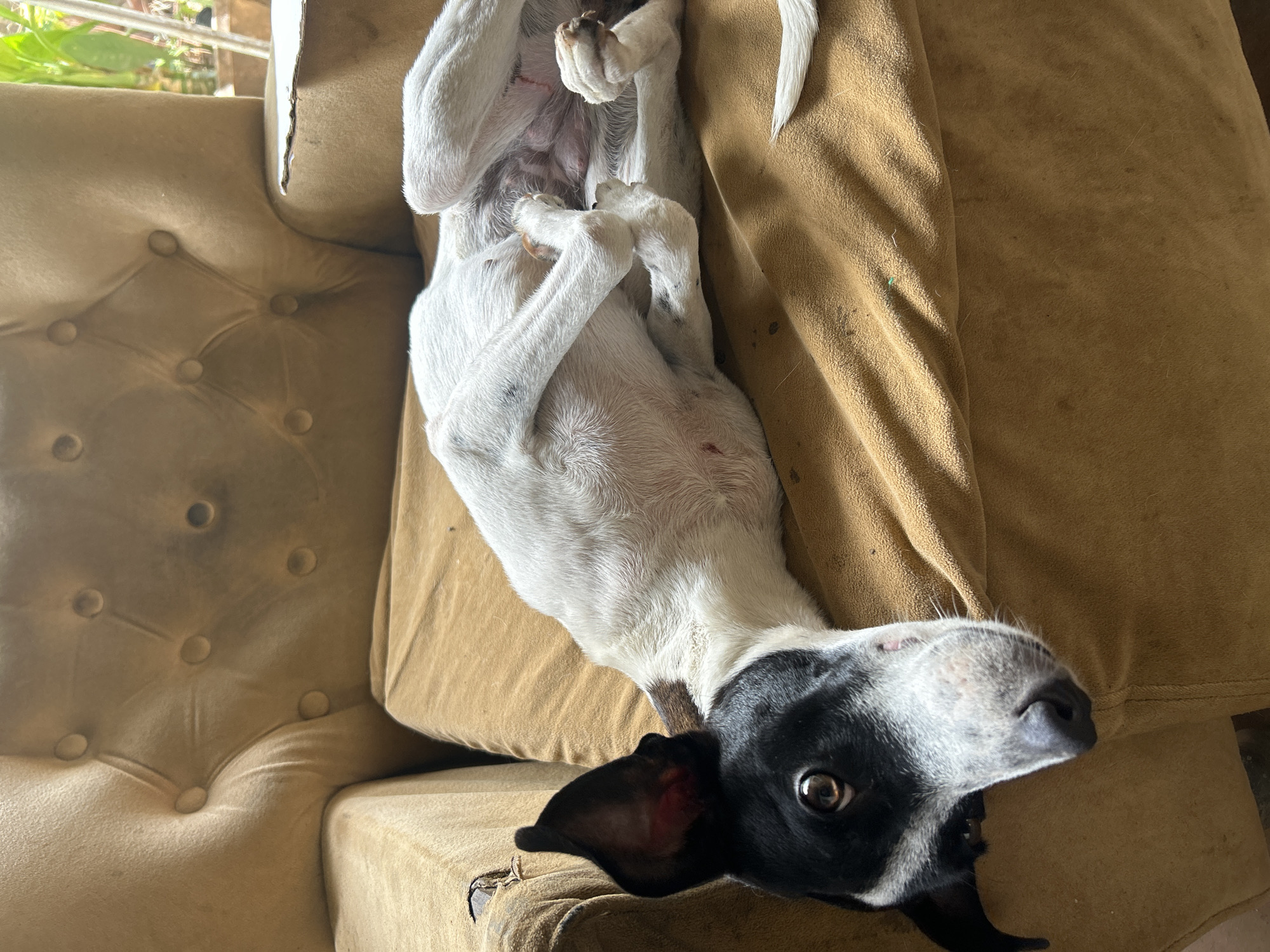 A black and white dog is lying on its back on a mustard-colored couch in Santa Ana, Venezuela. The dog's body is white with black markings on its head and ears. Its legs are splayed out, and its belly is exposed. The dog's eyes are open and looking towards the camera. The couch is upholstered in a velvety fabric and has tufted detailing on the backrest. The background is blurred, but it appears to be an indoor setting with some greenery visible.