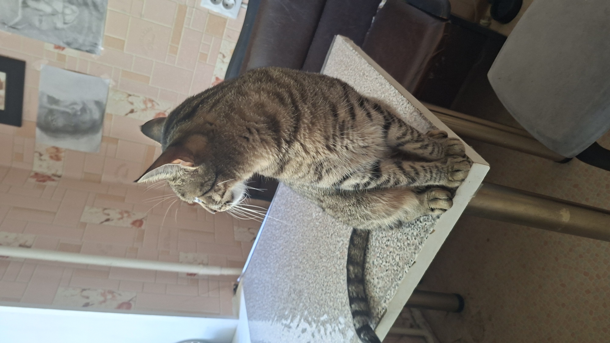 A brown tabby cat with black stripes sits on a speckled white table in an indoor setting. The cat is facing to the left, with its head turned to look further left. Its tail is draped over the edge of the table to the cat's left. Behind the table, a brown leather couch is visible, and on the wall behind that, several framed drawings are hanging. The wall itself is covered in a pink, textured wallpaper with a floral pattern. The table has four cylindrical metal legs. The floor is tiled with a pattern of small, square tiles in shades of pink and beige. The lighting appears to be natural, coming from a window to the left, which is out of frame. This scene is likely a domestic interior in Myadzyel, Belarus, given the context provided.