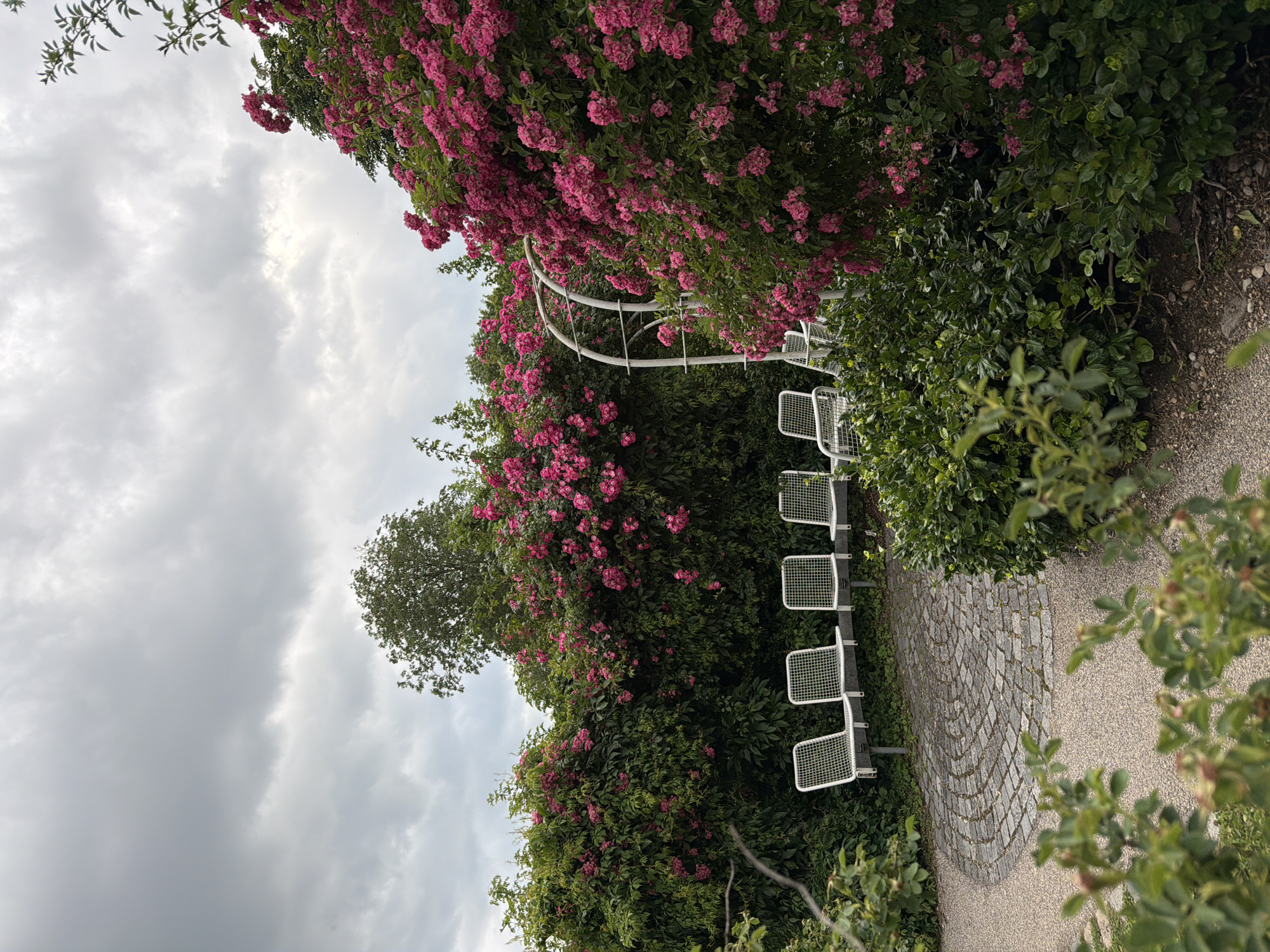 The image depicts a garden scene with a cloudy sky overhead. In the foreground, there is a curved pathway made of gravel, leading to a circular paved area constructed with cobblestones arranged in a spiral pattern. To the left and right of the pathway are lush green bushes.
Behind the cobblestone area, a row of four white metal benches with grid-patterned seats are arranged. These benches are positioned in front of a dense green hedge that is heavily adorned with clusters of vibrant pink roses. The rose bushes create a thick, flowering backdrop.
To the right, a white metal archway is visible, partially obscured by the abundant rose bushes. Further into the background, more greenery and trees are present, suggesting a park or botanical garden setting. The overall impression is one of a tranquil, blooming garden, potentially a public space designed for relaxation and enjoyment of nature. The image does not contain any people or signs of activity.