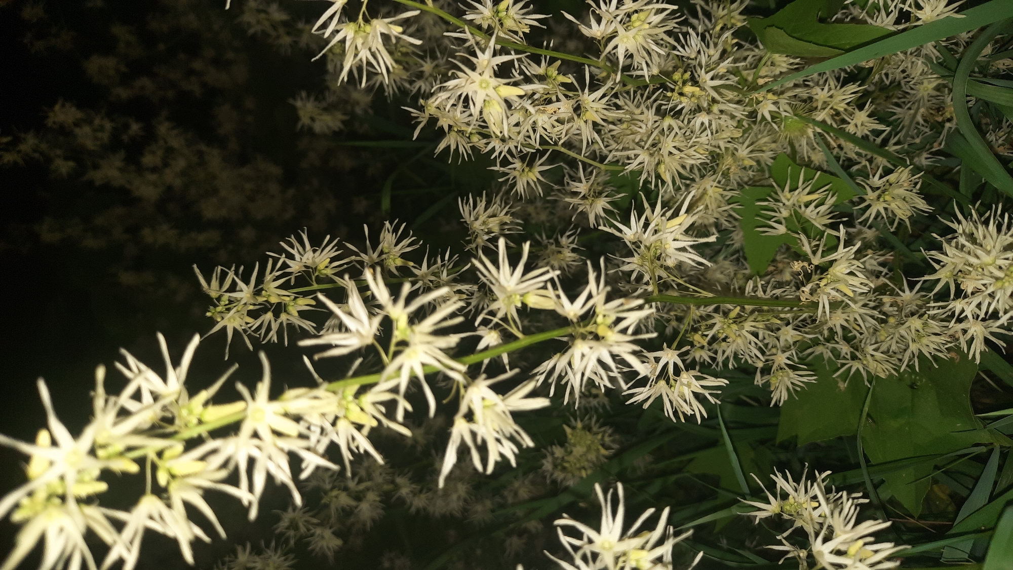 The image shows a close-up view of white, star-shaped flowers with delicate petals clustered on green stems. The background is dark, suggesting it was taken at night or in low light conditions. Some of the flowers are in sharp focus, while others are blurred, creating a sense of depth. Green leaves are visible in the foreground and between the flower stalks. The location of this image is specified as being in the city of Shklou, Belarus.