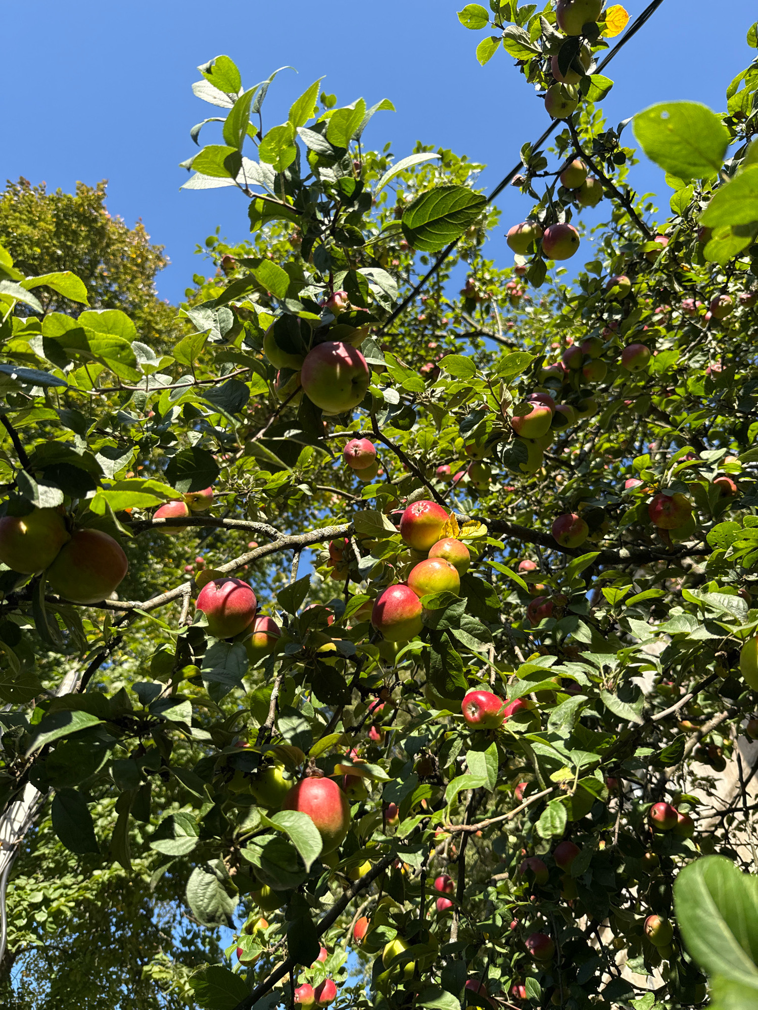 This is an outdoor, eye-level, full shot of an apple tree with a clear blue sky in the background. The tree is laden with numerous apples, some red, some green, and some with a red and green mix. The apples are at various stages of ripeness, with some appearing fully ripe and others still developing. They are clustered on branches, some hanging low and others higher up. The leaves of the tree are a vibrant green, and sunlight filters through them, creating dappled shadows. There are no people visible in the image. The environment appears to be a natural setting, possibly a garden or orchard, with other trees visible in the background, slightly out of focus. The image conveys a sense of abundance and the season of harvest. The provided metadata indicates the location is Rusanovo, Russia, suggesting this is likely a Russian apple tree in autumn.