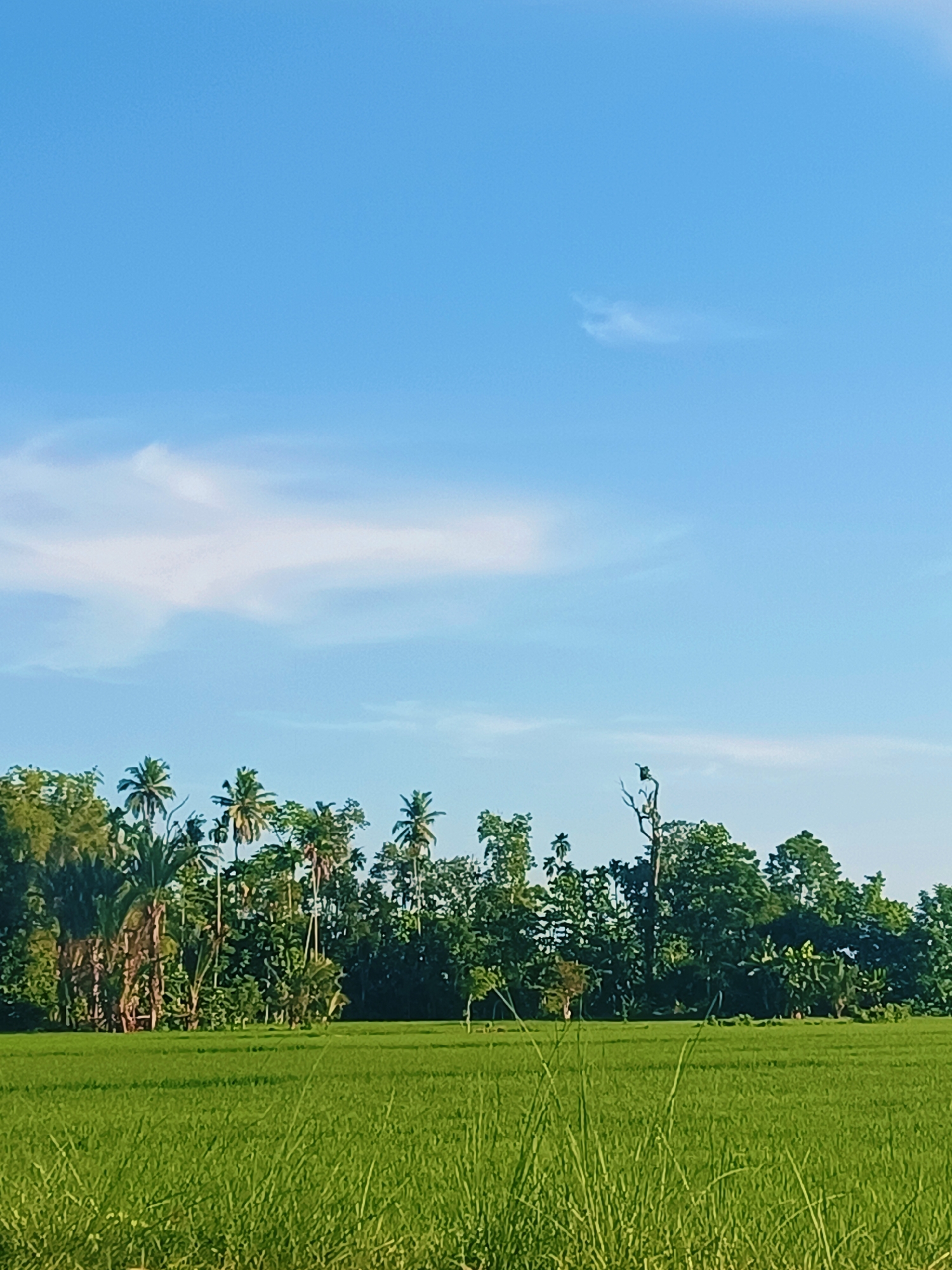 The image depicts a lush, green rice paddy in the foreground, stretching towards a dense line of tropical trees and palm trees in the background. The sky above is a clear, vibrant blue with a few wispy white clouds. The scene is a tranquil rural landscape, likely in Kampung Jumpa, Indonesia, characterized by its agricultural abundance and natural beauty. There are no people or animals visible in the frame. The composition emphasizes the expansive natural environment.