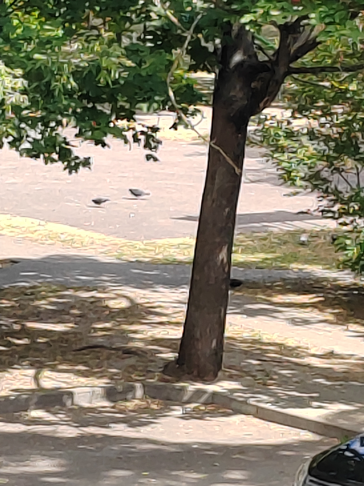 The image depicts an outdoor scene with a focus on a tree trunk and its surrounding environment. The tree trunk is dark brown and positioned prominently in the center-right of the frame. Lush green foliage from the tree's canopy drapes over the top portion of the image. The ground is paved, with patches of dry grass and fallen leaves scattered across it, suggesting an urban or park setting. Shadows from the tree and its leaves create a dappled pattern on the ground. In the middle ground, two small, dark birds are visible on the paved surface. The background shows a lighter paved area, possibly a road or walkway, with more greenery and a hint of another object, potentially a car bumper, in the lower right corner. There is no specific indication of the city of Brest, Belarus, within the visual information provided in the image.