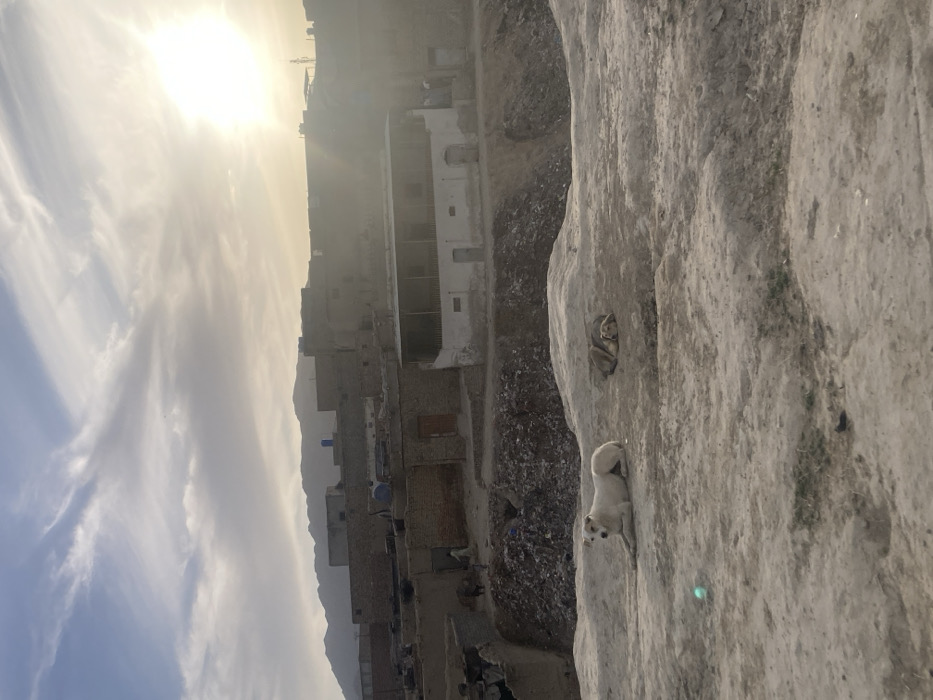 The image displays an outdoor scene in Quetta City Tehsil, Pakistan, under conditions of low sun, likely sunrise or sunset, casting a bright glare from the upper right. The immediate foreground is composed of dry, uneven, light-colored earthen terrain. Two canids are present: a white-furred dog is positioned in the lower-left, lying down with its head raised, appearing alert. Behind it, slightly to the right, a light-brown furred dog is curled up and resting on a small earthen mound. A small, light-blue circular object rests on the ground in front of the white dog.
The midground features a large depression filled with an accumulation of dark-colored waste and debris. Beyond this, a cluster of residential structures is visible, primarily constructed from brick and light-colored plaster. A prominent white building with an elevated, column-supported balcony is centered in the midground. Rooftops display various blue and black water tanks. A solitary human figure, clad in light-colored attire, is partially visible on the far left midground, near the refuse pile, alongside a partially obscured animal, possibly a donkey or horse. The background consists of a range of dark, undulating mountains under a sky with diffused white clouds.