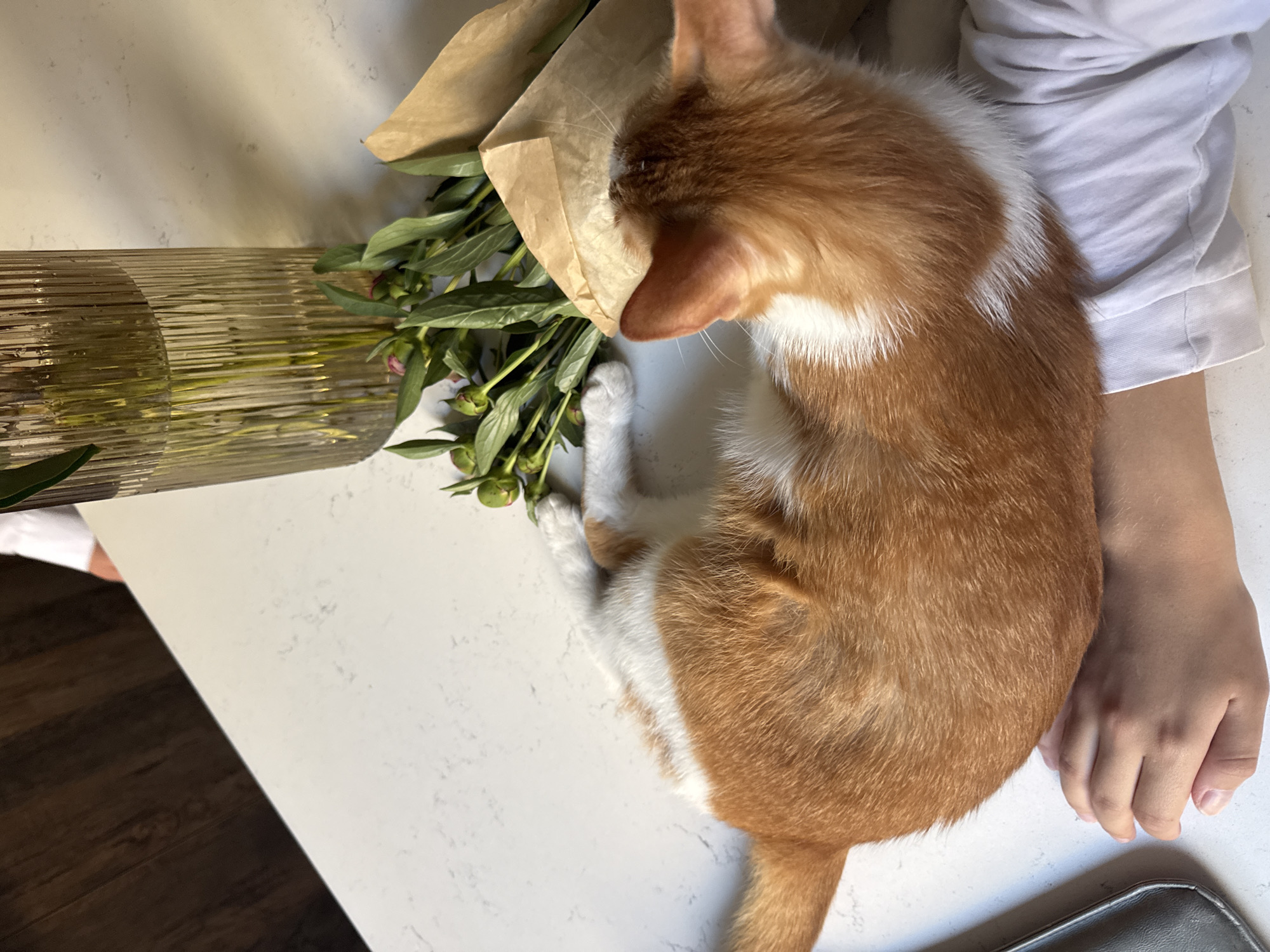 A ginger and white cat is sitting on a white countertop. The cat is next to a vase with flowers in a brown paper wrapping. A person wearing a white long-sleeved shirt is visible. The location is inferred to be in Vracar Urban Municipality, Serbia, based on request. The scene appears indoors.