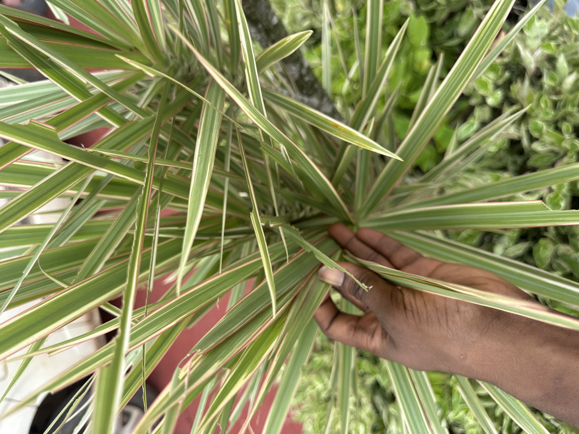 A close-up shot shows a person's hand holding a cluster of long, thin leaves of a variegated plant. The leaves are green with white or pale yellow stripes running lengthwise, and have thin pink edges. The hand is dark-skinned, with fingernails. The background is blurred, with hints of greenery and a red surface. This scene is located in Pakuro, Nigeria.