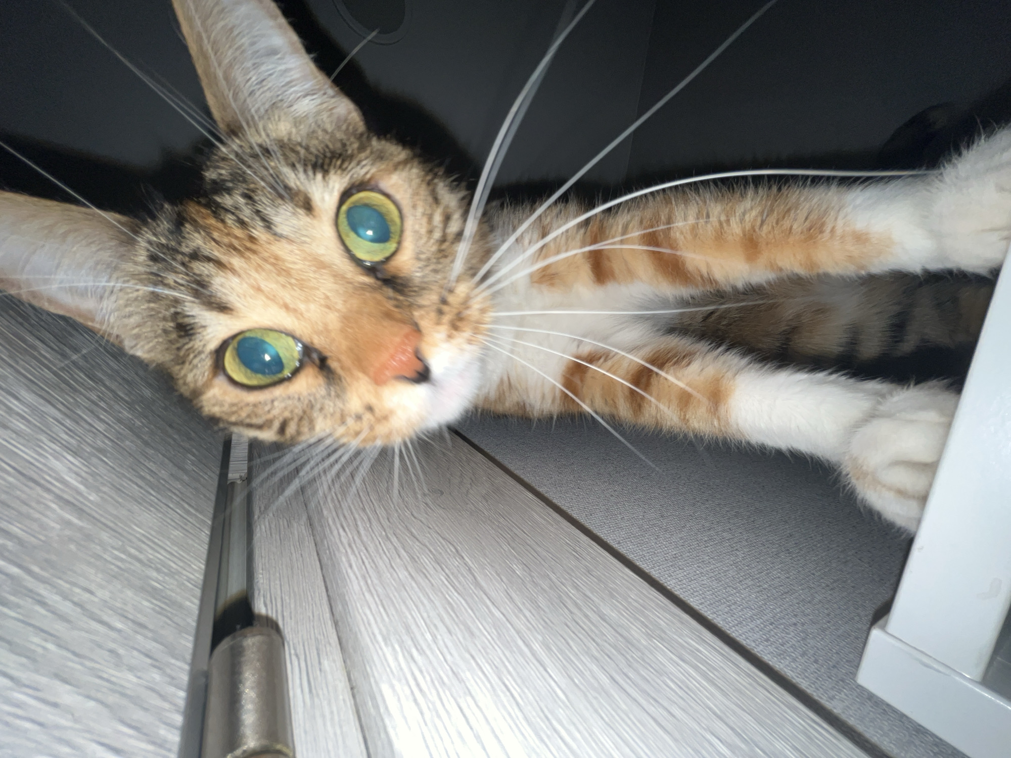 A close-up, low-angle shot captures a calico kitten with large, striking teal-green eyes and prominent white whiskers. The kitten's head is tilted forward, giving it an inquisitive expression. Its fur is a mix of orange, brown, and black tabby markings, with white paws. The background consists of a grey, textured wall with a horizontal silver bar, possibly a curtain rod, running across the upper left portion of the frame. The kitten is perched on the edge of a white surface, with its front paws visible and resting on the edge. The overall lighting is dim, with the cat's eyes appearing to glow. The scene is indoors, and there is no information about its specific location in Nizhny Novgorod, Russia.