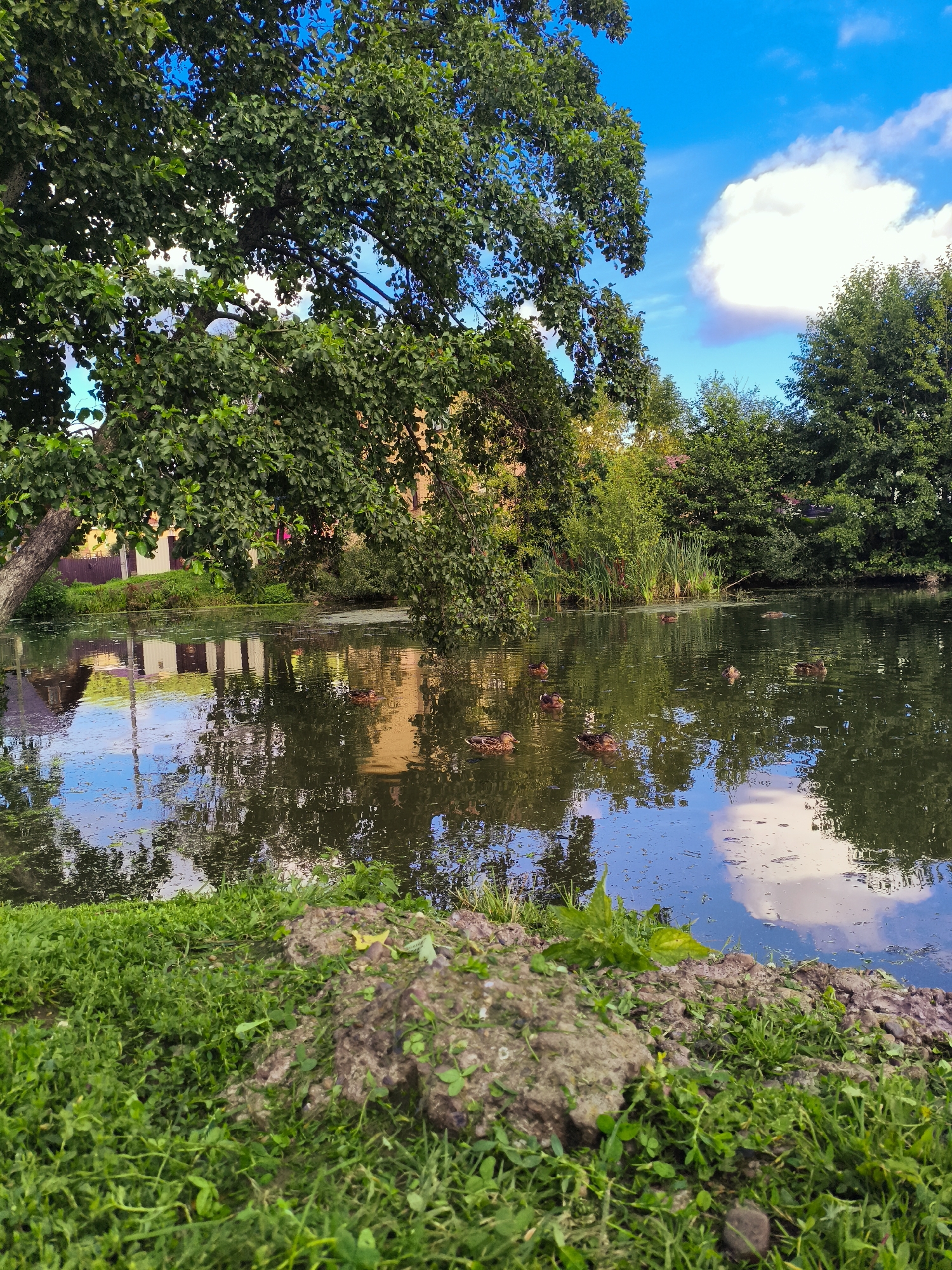 This is a photograph of a pond with ducks in it, taken from a grassy bank. The pond is surrounded by trees and vegetation. In the background, there are buildings and a fence. The sky is blue with some white clouds. The overall scene suggests a natural setting within an urban or suburban area. The image was taken in Chaikovsky, Russia.