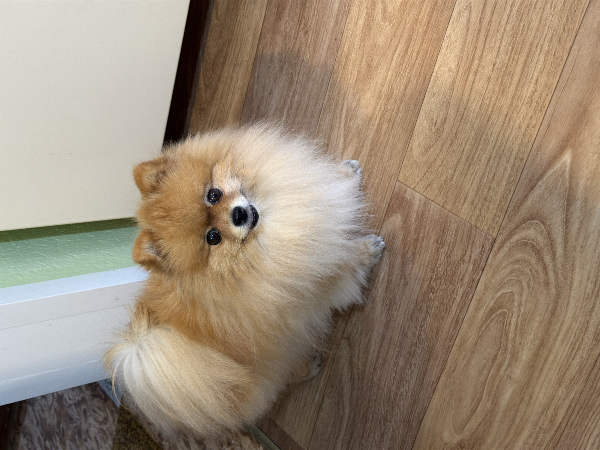 A small, light-orange and tan Pomeranian dog stands on a light brown wood-effect laminate floor in an indoor environment in the city of Sarapul, Russia. The dog is positioned in the center of the frame, facing slightly left and forward, with its dark eyes fixed on the viewer and its mouth slightly open. Its tail is curled over its back. To the left of the dog, a small portion of a textured, darker brown rug or carpet is visible. Behind the dog, a white vertical door frame or wall panel is present, adjacent to a pale green wall section. The floor exhibits visible wood grain patterns and panel seams. No other subjects or people are present.