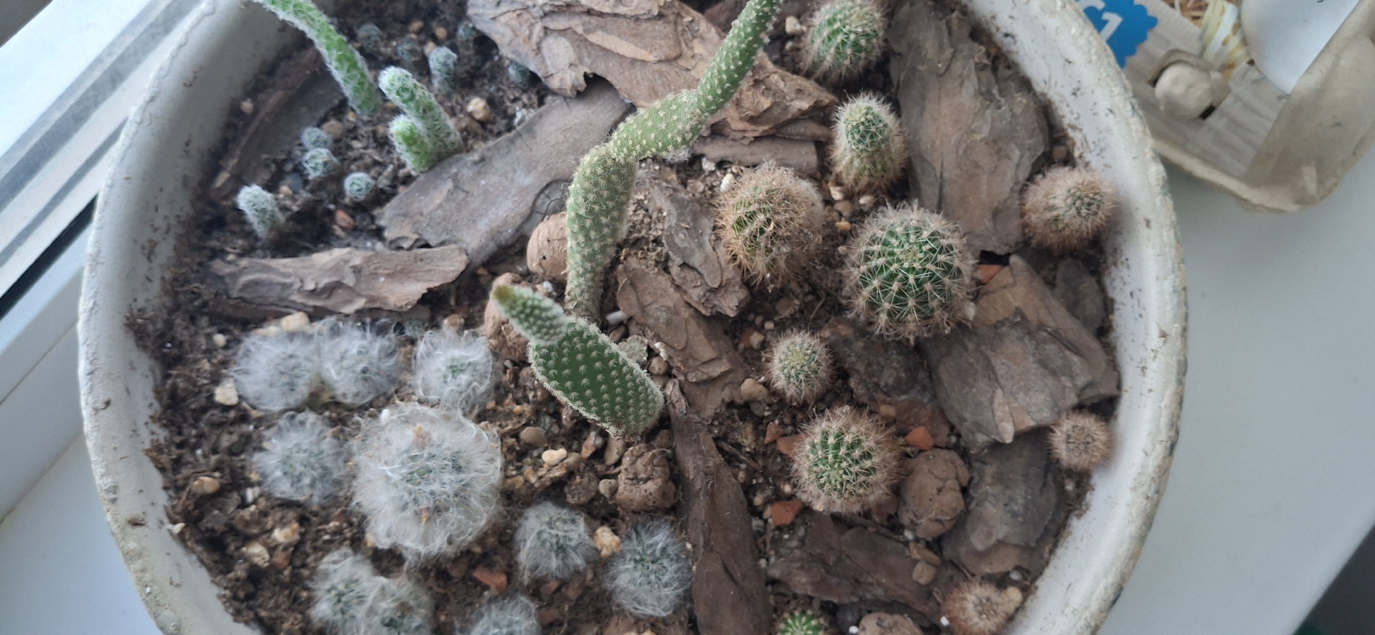 The image depicts a close-up, top-down view of a round, white pot filled with soil, bark mulch, and various small cacti. The cacti appear to be different varieties, including a "bunny ear" style cactus and fuzzy, spherical cacti. The pot is located on what appears to be a windowsill, with part of a cardboard egg carton visible at the edge of the frame. The photo was taken in Chaikovsky, Russia.