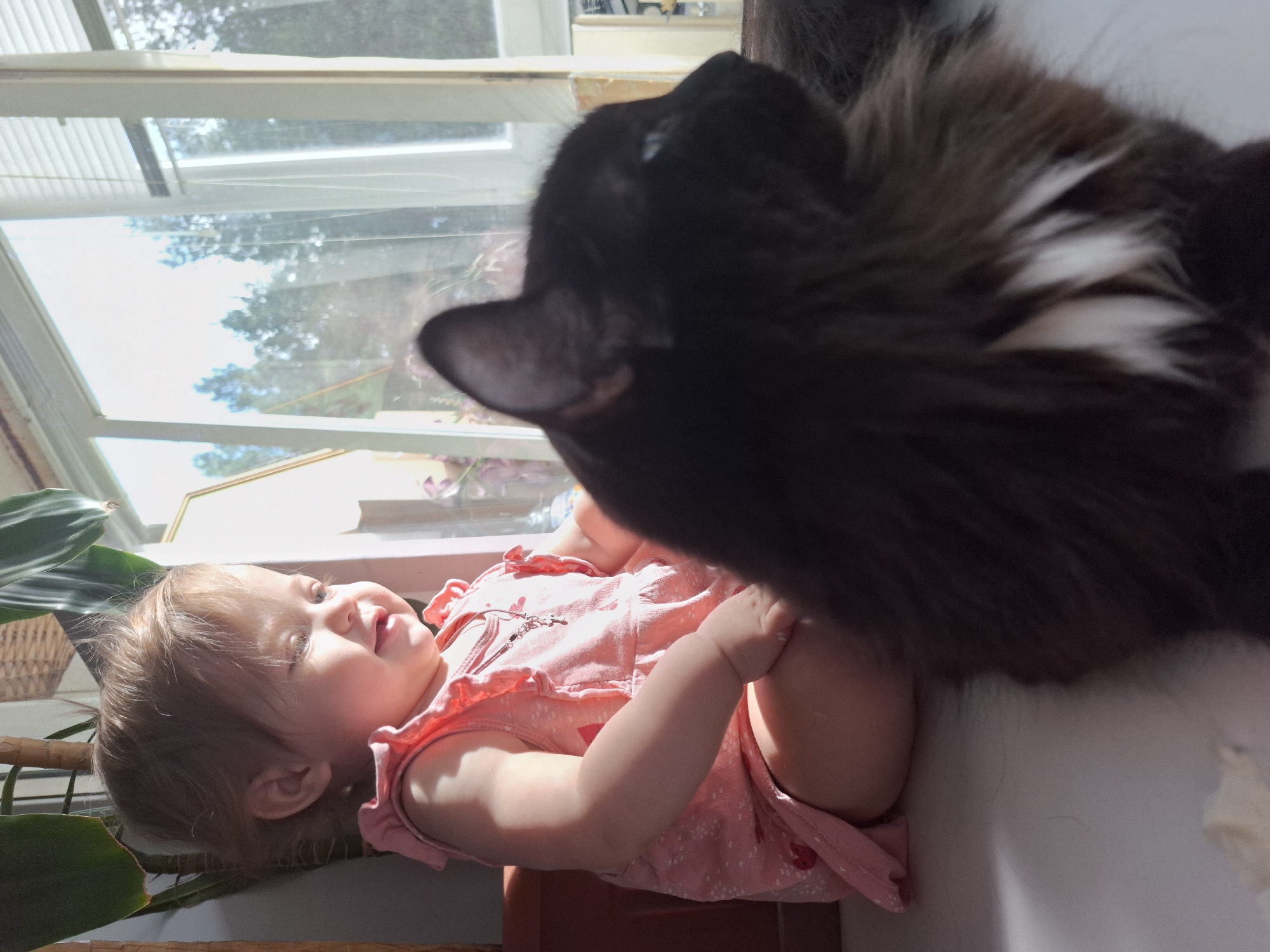 A brightly lit image, rotated 90 degrees clockwise, captures an affectionate interaction between a baby and a long-haired black cat indoors in Chaikovsky, Russia.
In the foreground, a dark, long-haired cat with some white fur on its chest is positioned on the right side of the frame, its head turned towards the baby. Its fur appears thick and slightly ruffled.
To the left, a baby or toddler, likely under two years old, lies on their side, gazing upwards at the cat with a wide, joyful smile. The baby has light-colored hair and is wearing a short-sleeved, light pink outfit with small white patterns. One arm is visible, bent at the elbow.
The scene is illuminated by abundant natural light pouring in from a large window in the background. Outside the window, green tree foliage is visible under clear, sunny skies, suggesting daytime. The window frame is light-colored, and the upper section appears to have horizontal blinds or a textured structure. A green plant with large leaves is partially visible on the far left, adding to the domestic setting. The image conveys a warm and happy atmosphere of a child interacting with their pet. No text is visible.