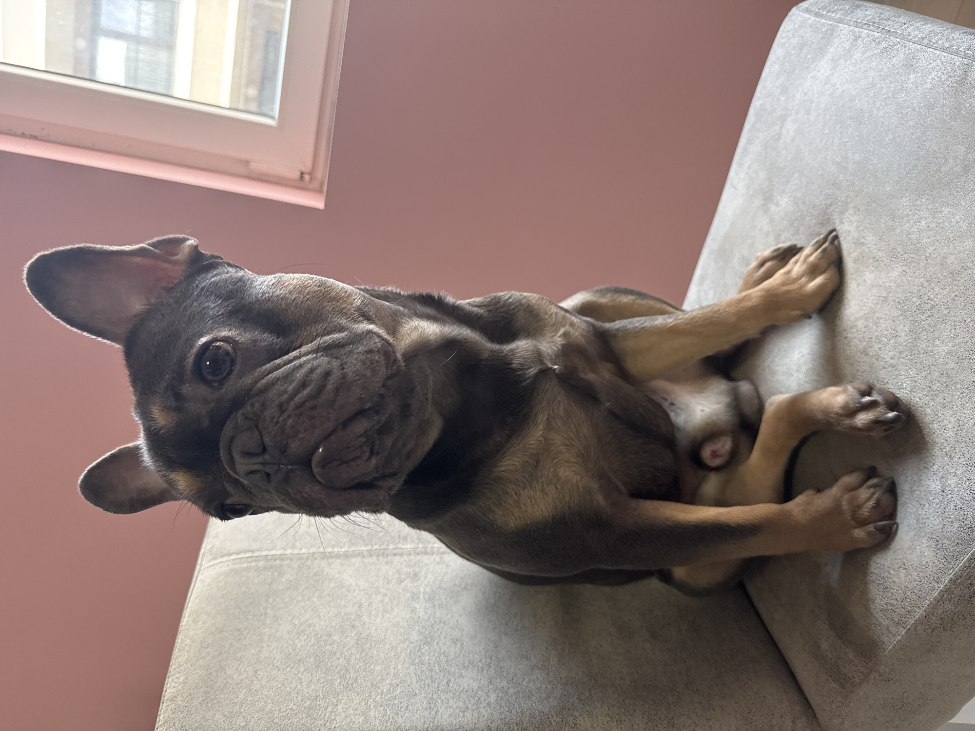 A brown and gray French bulldog is lying on a gray fabric-covered surface. The dog's body is positioned diagonally across the frame. A window with a white frame is visible in the upper left corner, against a light pink wall. The location cannot be determined to be Burgas, Bulgaria.