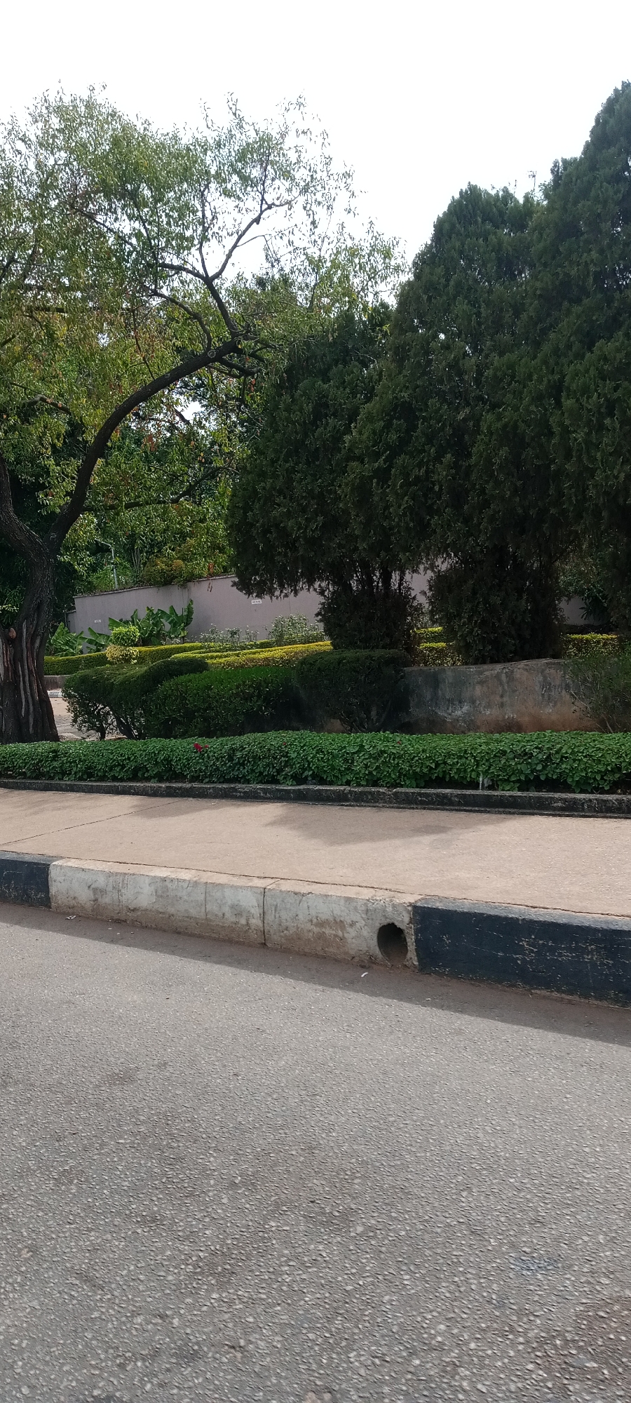 The image captures an outdoor scene featuring a well-maintained green space bordering an asphalt road, likely in Jos, Nigeria. The foreground consists of a grey asphalt road, speckled with lighter aggregates, leading up to a concrete curb. The curb is painted with alternating black and light grey/white sections, and a small, circular drain pipe is visible in the light grey section on the right.
Beyond the curb, there's a narrow concrete sidewalk, followed by an area of dense, low-lying green ground cover plants. Behind these plants are neatly trimmed hedges, forming layers of dark green foliage. In the middle ground, several large, lush evergreen-like trees with dense canopies are visible on the right. To the left, a large deciduous tree with a thick, gnarled, dark brown trunk and branches extends its canopy across the upper left portion of the frame. Its leaves are a lighter green, suggesting a different species from the darker trees on the right.
In the background, behind the hedges and trees, a light grey concrete wall is visible, possibly defining the boundary of a property or garden. There are faint, indistinct markings or text on this wall, but they are not legible. The sky above is bright and overcast, indicating daytime conditions without direct sunlight, possibly morning or late afternoon. No people or specific activities are visible in the static scene, which conveys a sense of peaceful, well-kept natural landscaping adjacent to a road.