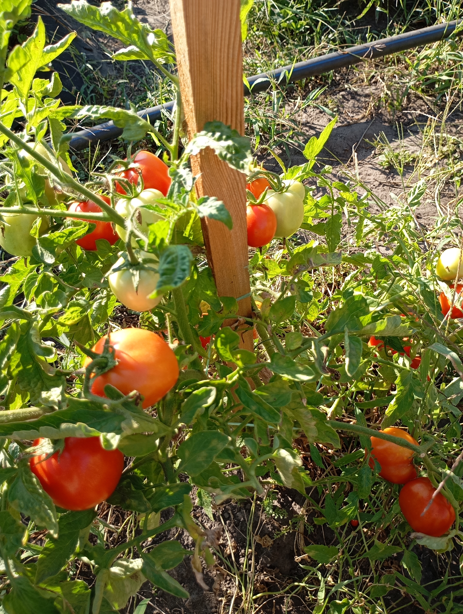 The image depicts a tomato plant with several ripe and unripe tomatoes. The plant is supported by a wooden stake. In the background, a black hose is visible on the ground, indicating an irrigation system. The scene is set outdoors in what appears to be a garden or agricultural area, with soil and dry grass visible. The lighting suggests it is daytime, with sunlight illuminating the tomatoes and foliage. The general setting is consistent with a private garden or small-scale farming operation in Horishni Plavni, Ukraine, likely a residential area given the presence of a wooden stake for plant support.